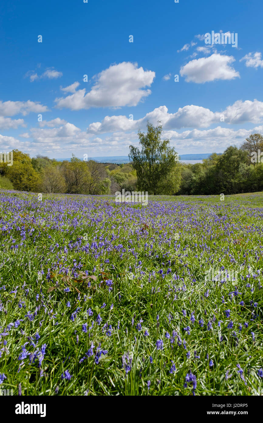 BLUEBELLS ON POOR'S ALLOTMENT GLOUCESTERSHIRE. Stock Photo