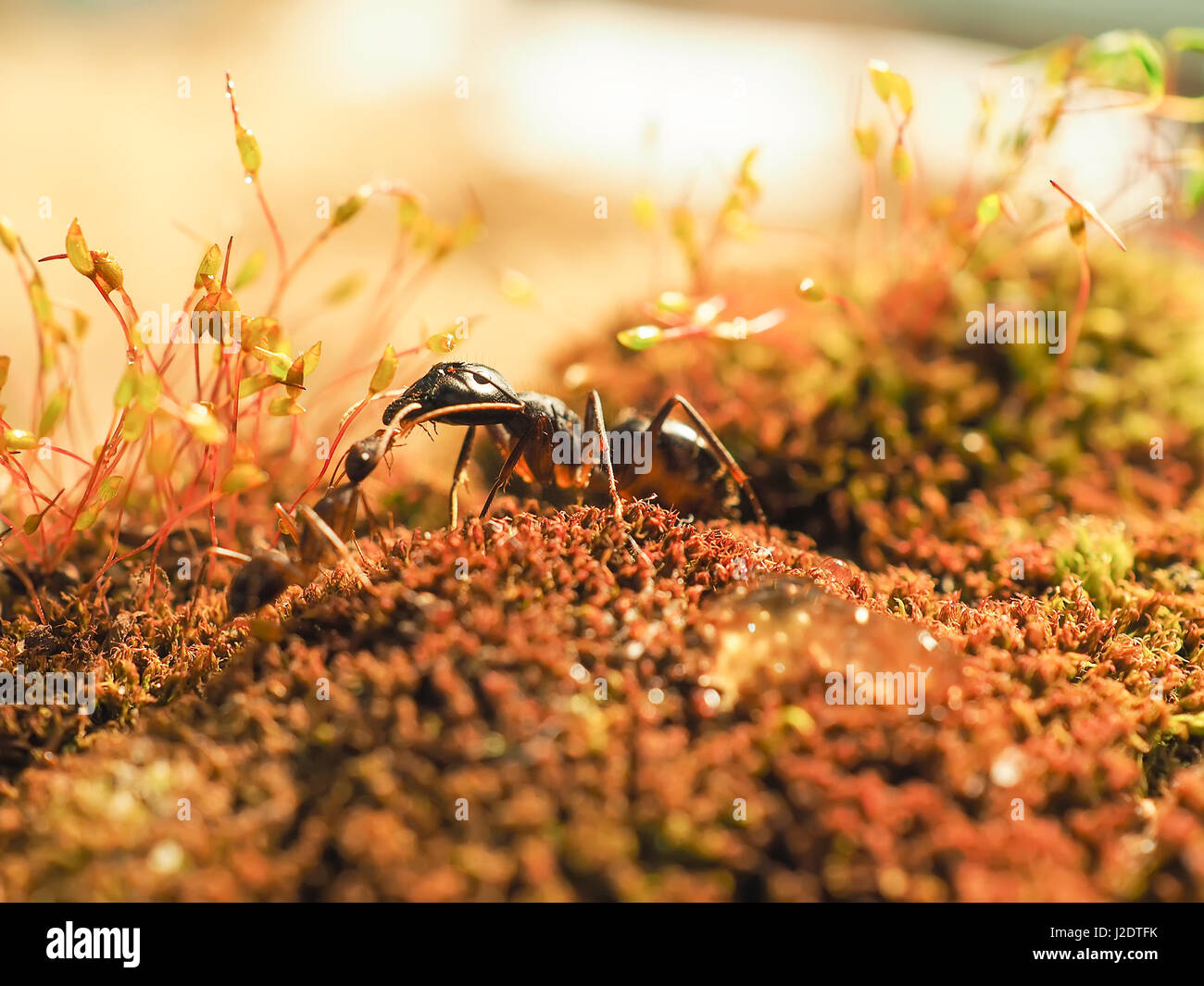 two ants kisiing on moss at sunsett shoot close Stock Photo
