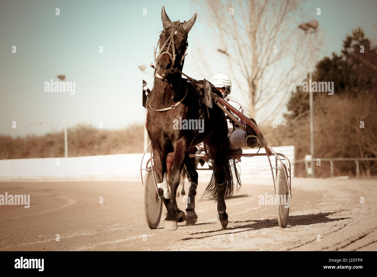 Harness Racing horse Stock Photo Alamy