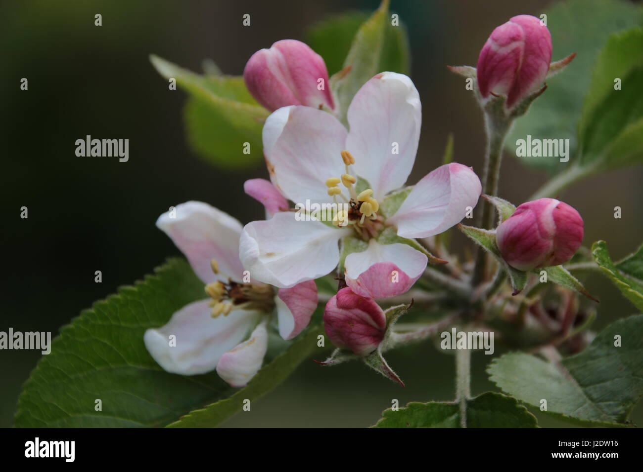 Apfelblüte Stock Photo