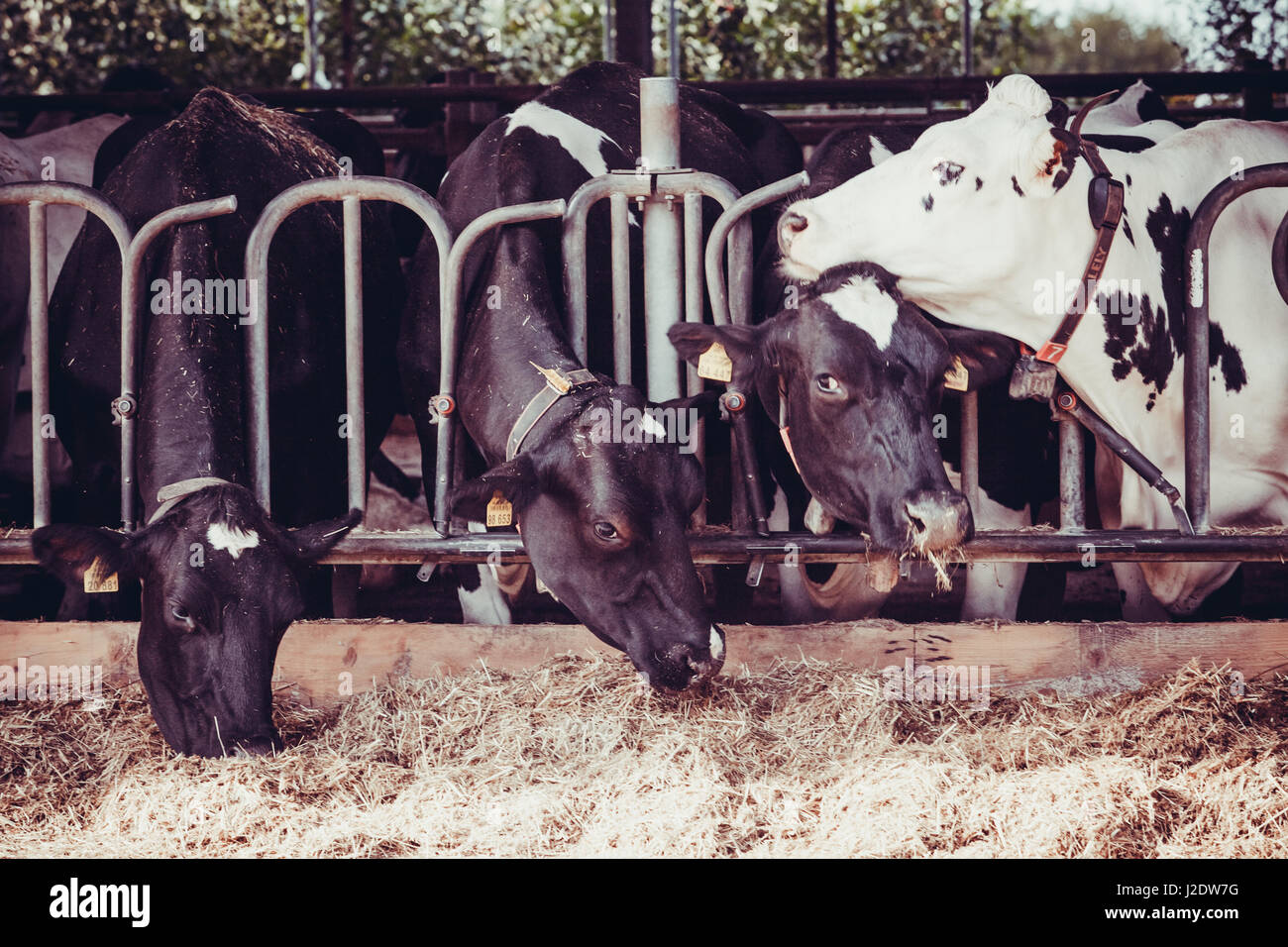 cows in a farm. Dairy cows in a farm Stock Photo - Alamy