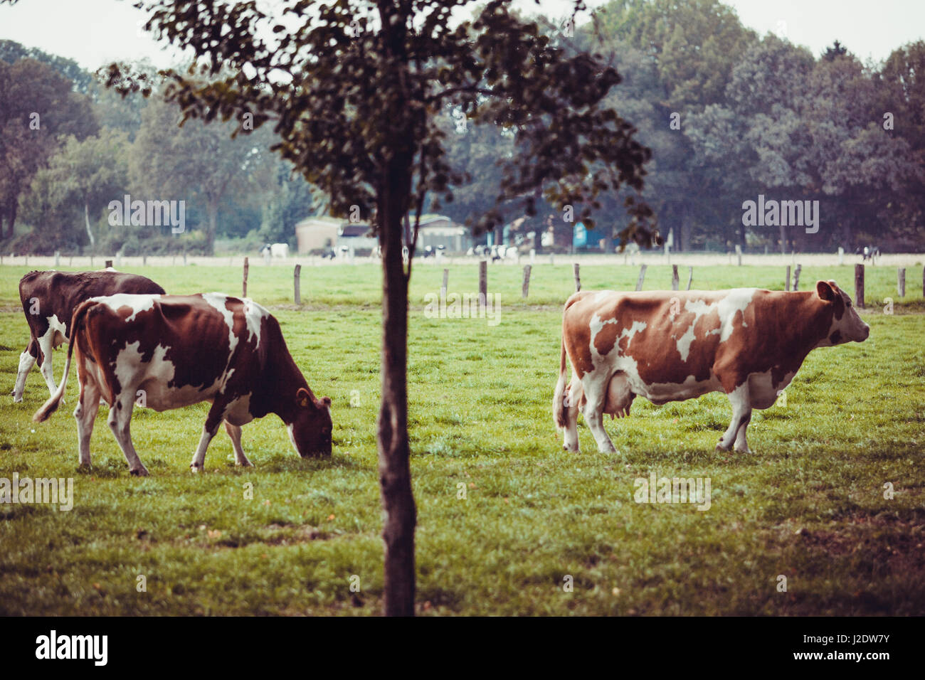 Cows on meadow with green grass. Grazing calves Stock Photo - Alamy