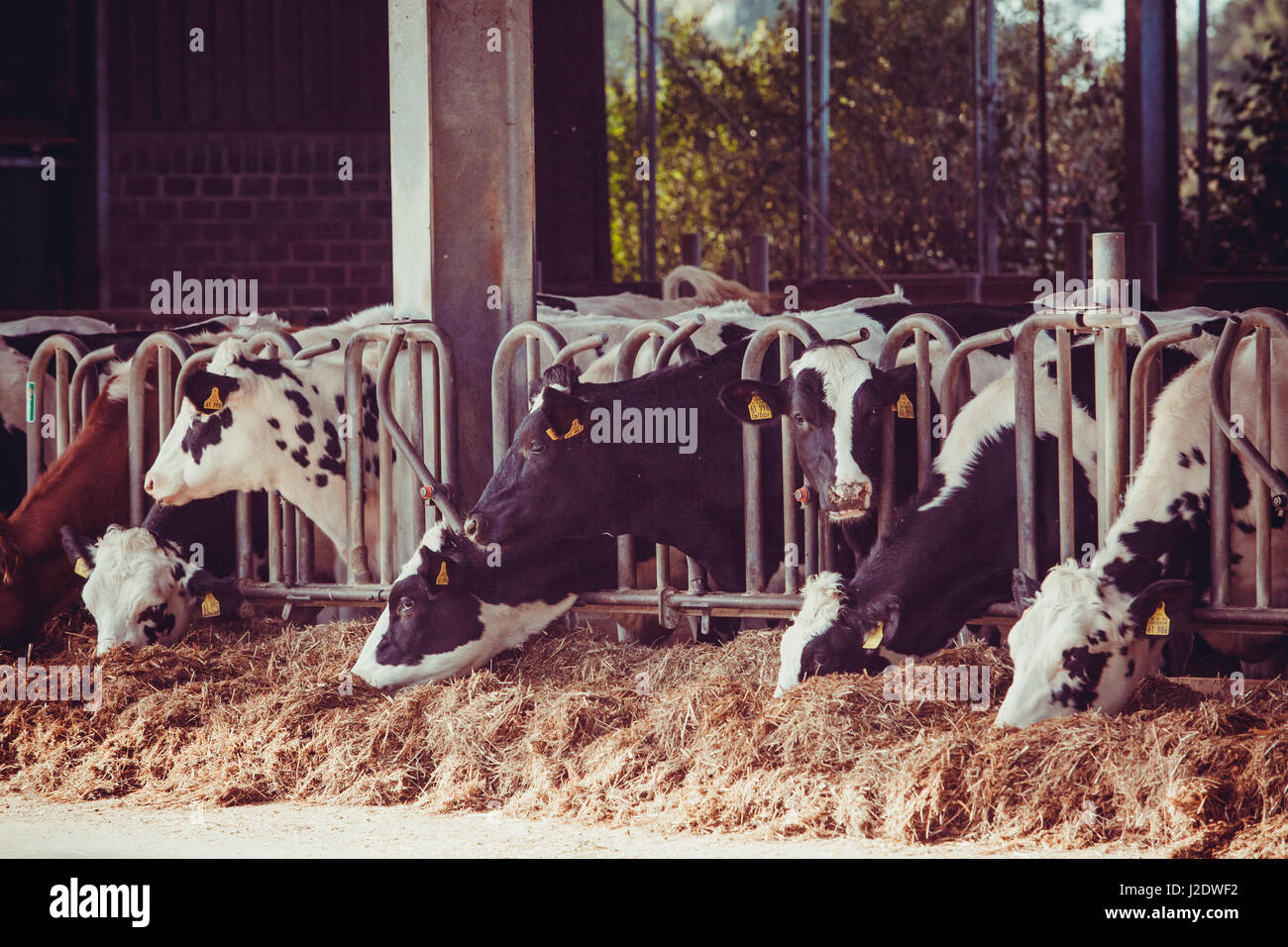 cows in a farm. Dairy cows in a farm Stock Photo - Alamy