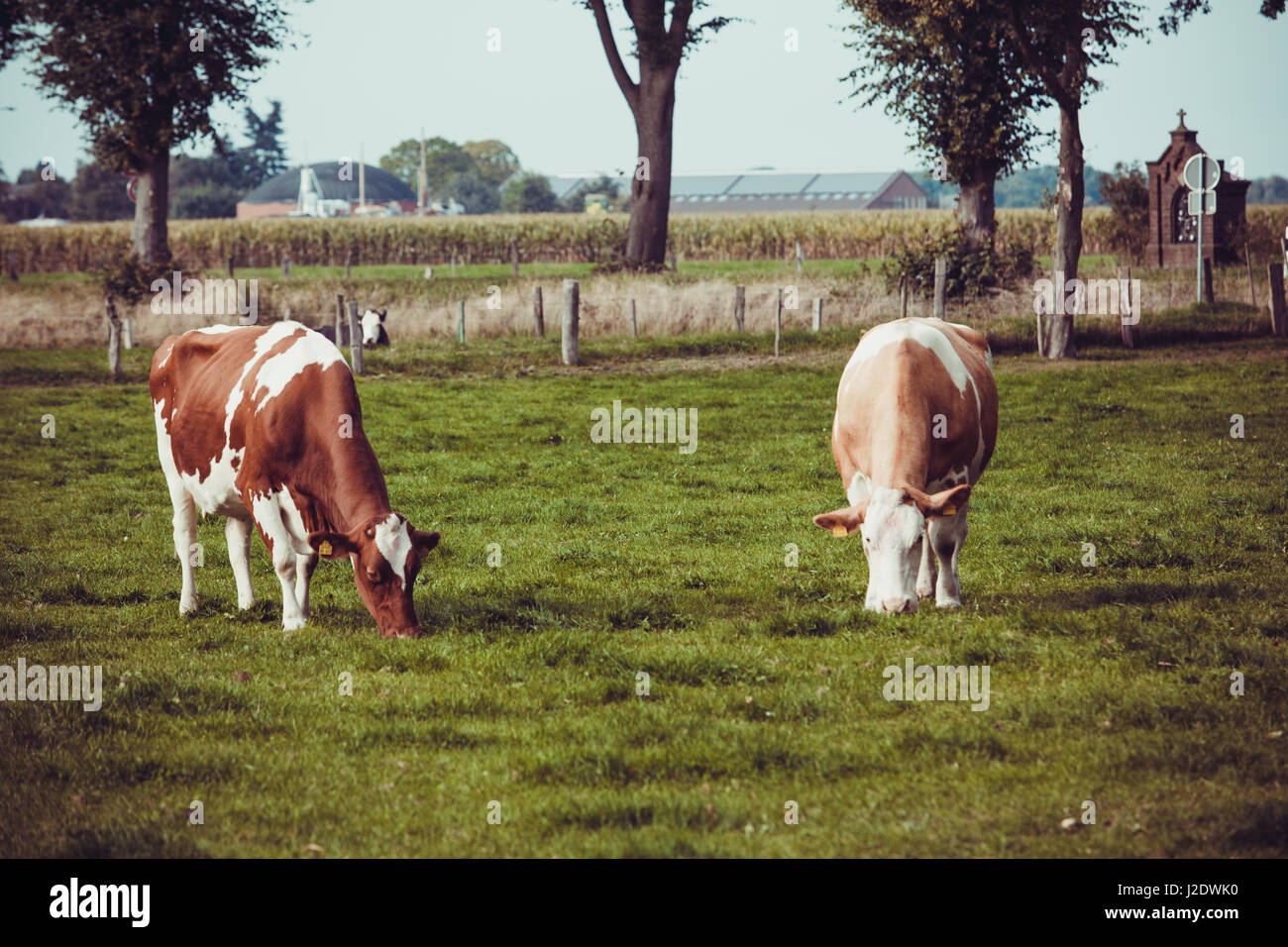 Cows on meadow with green grass. Grazing calves Stock Photo - Alamy