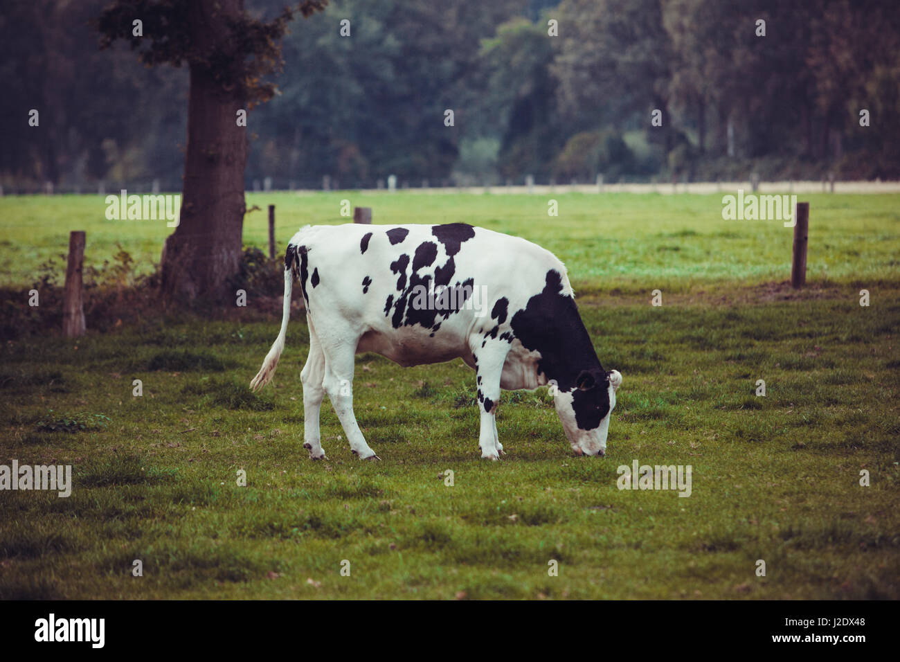 Cows on meadow with green grass. Grazing calves Stock Photo - Alamy