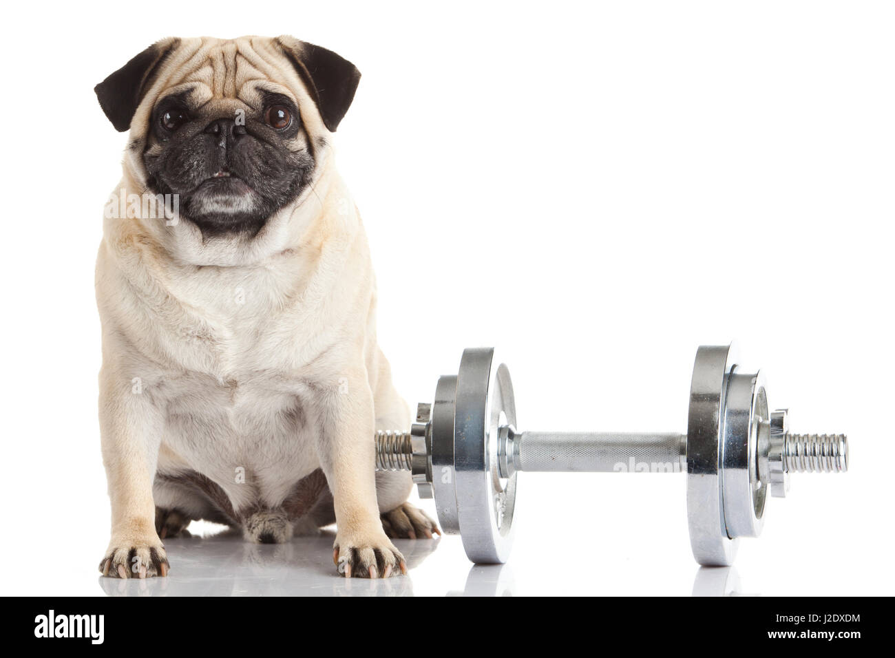 pug dog isolated on a white background Stock Photo - Alamy