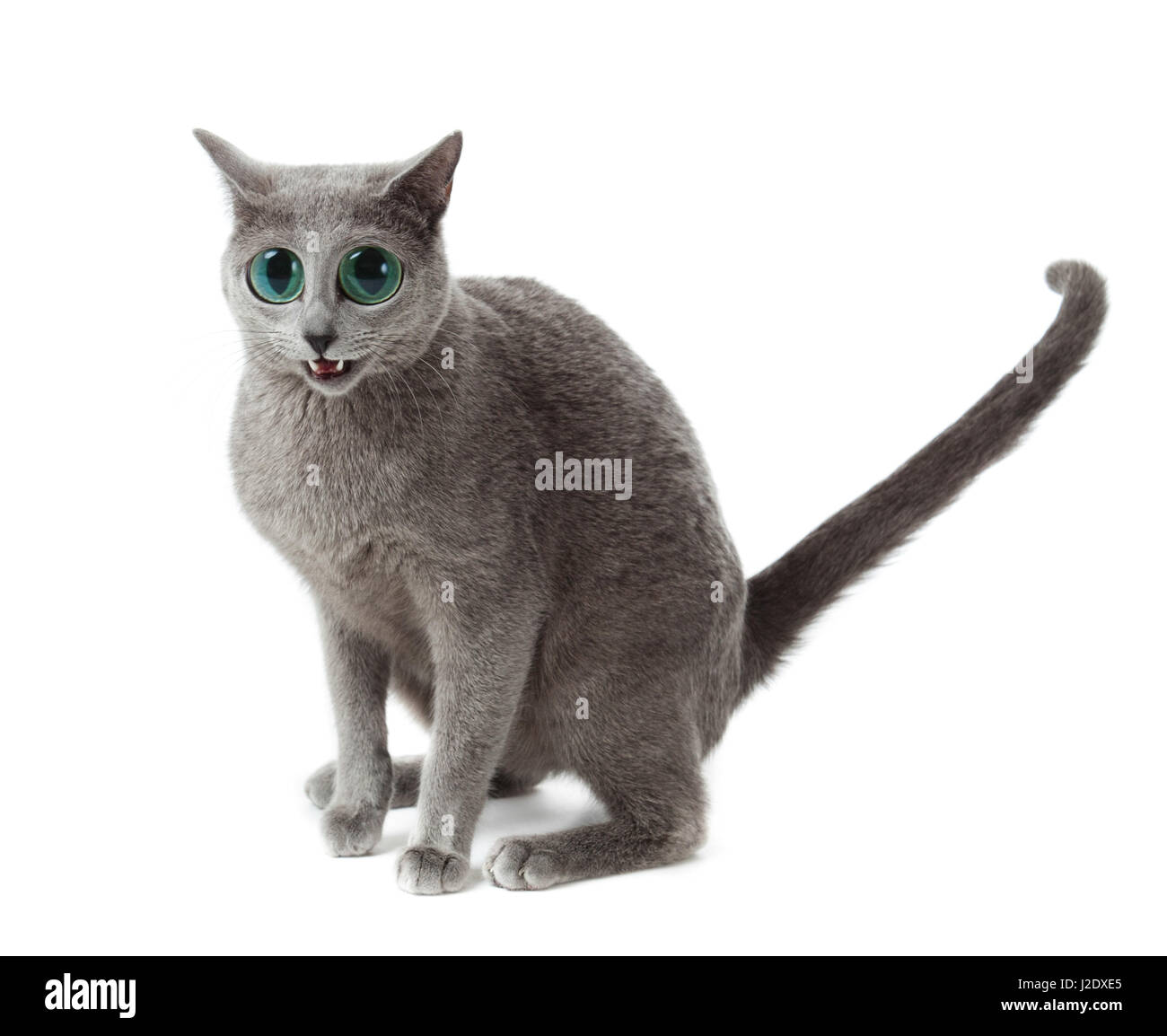 Russian Blue cat. funny surprised cat Stock Photo - Alamy