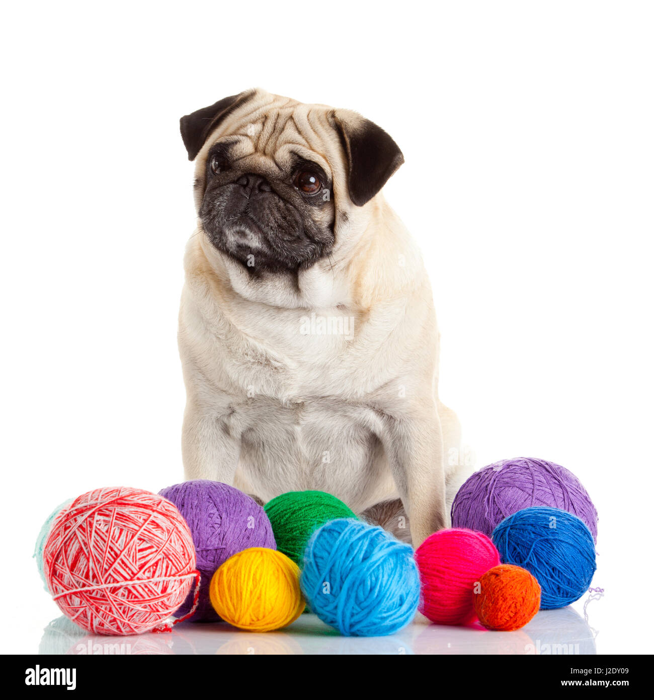 pug dog isolated on a white background Stock Photo - Alamy