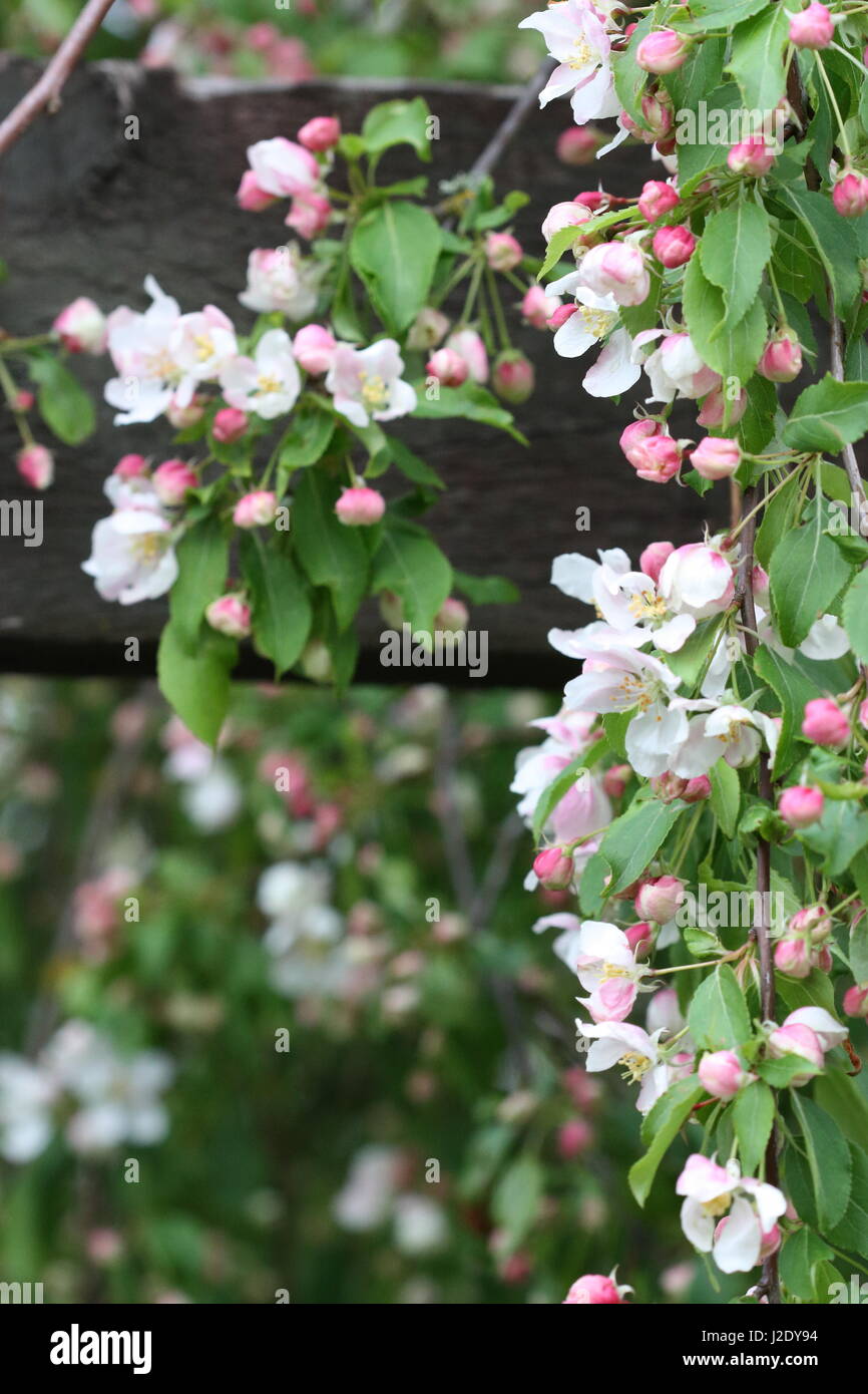 Weeping cherry blossoms cascade over a rustic fence Stock Photo