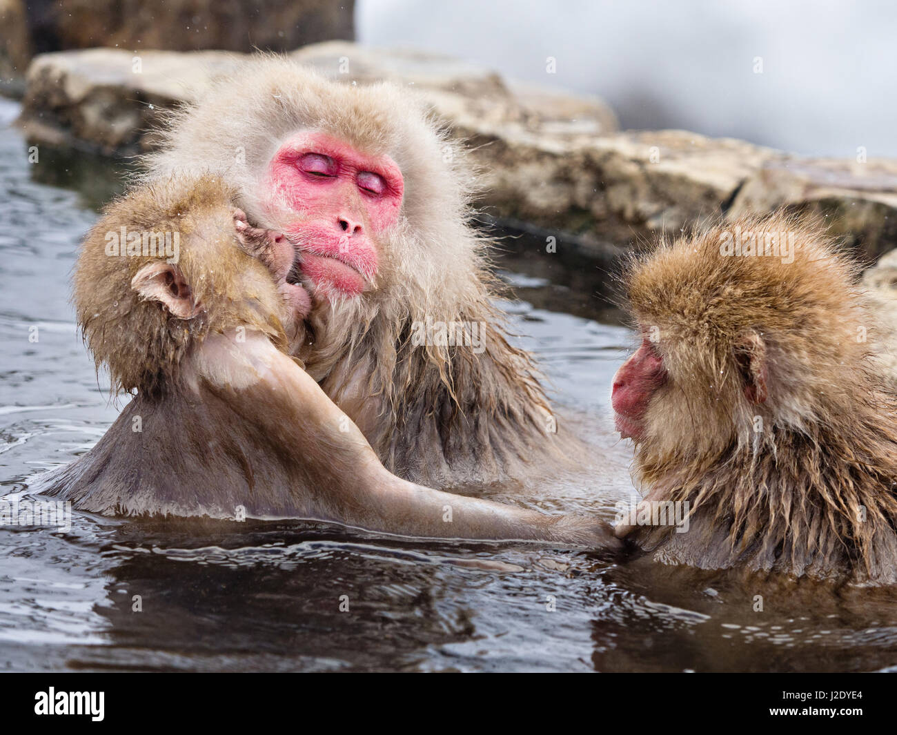 A family of Japanese Snow Monkeys enjoying a hot bath Stock Photo