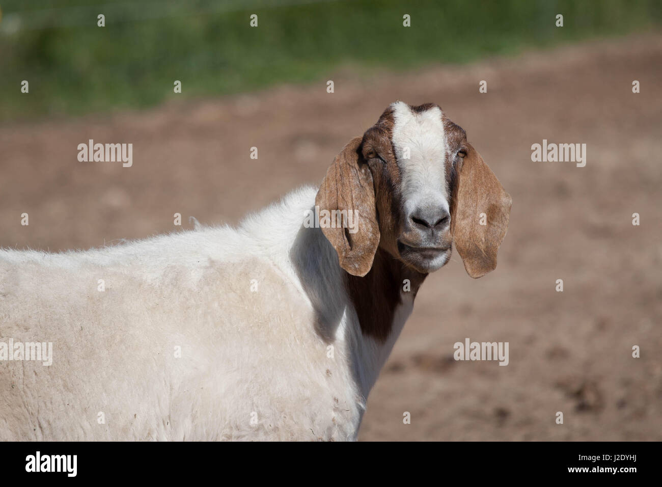 Goat4443   Stock Photo