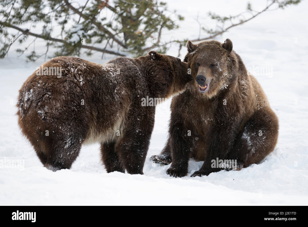 North American brown bears / Grizzly bears / Amerikanischee Braunbären ( Ursus arctos horribilis ) in winter, snow, captive, in funny situation, Monta Stock Photo