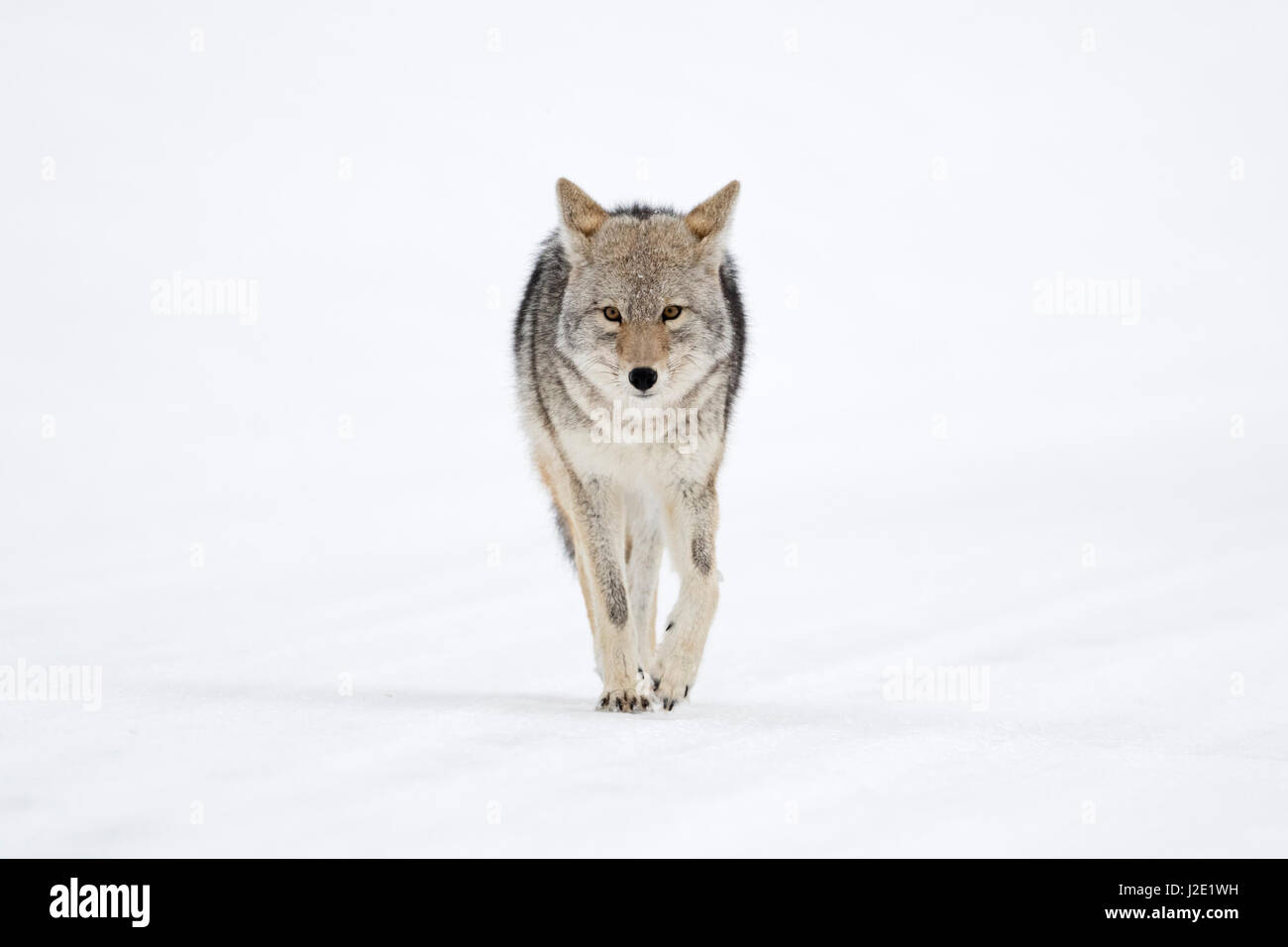 Coyote / Kojote ( Canis latrans ) in winter, walking directly towards the photographer, holding eye contact, frontal shot, Yellowstone NP, Wyoming, US Stock Photo