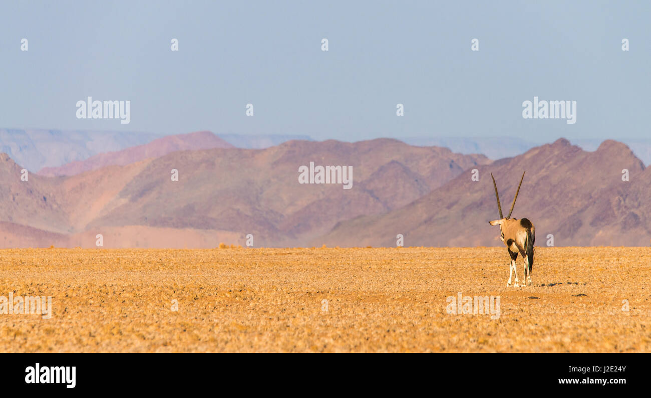Dominat male oryx walks solitary towards the openness of the desert and the mountains - Namibia Stock Photo