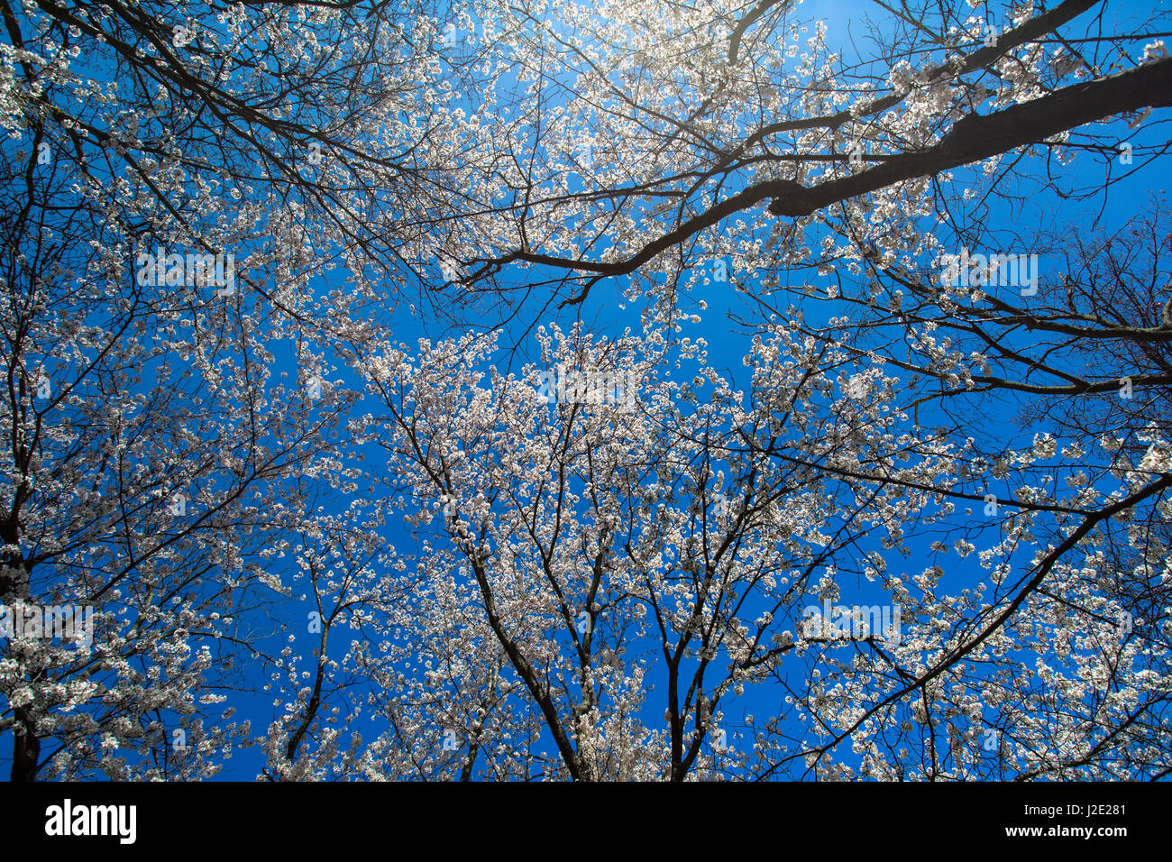 Cherry blossoms against blue sky. Royal Botanical Gardens Hamilton