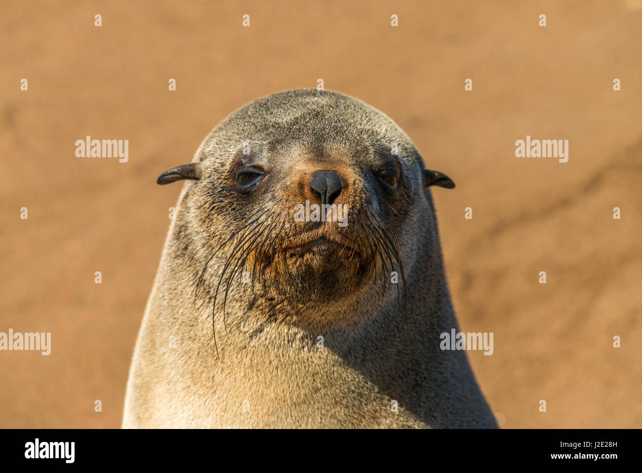Sleepy-looking fur cape fur seal looks at the lens for a morning shot - Cape Cross seal colony, Namibia Stock Photo