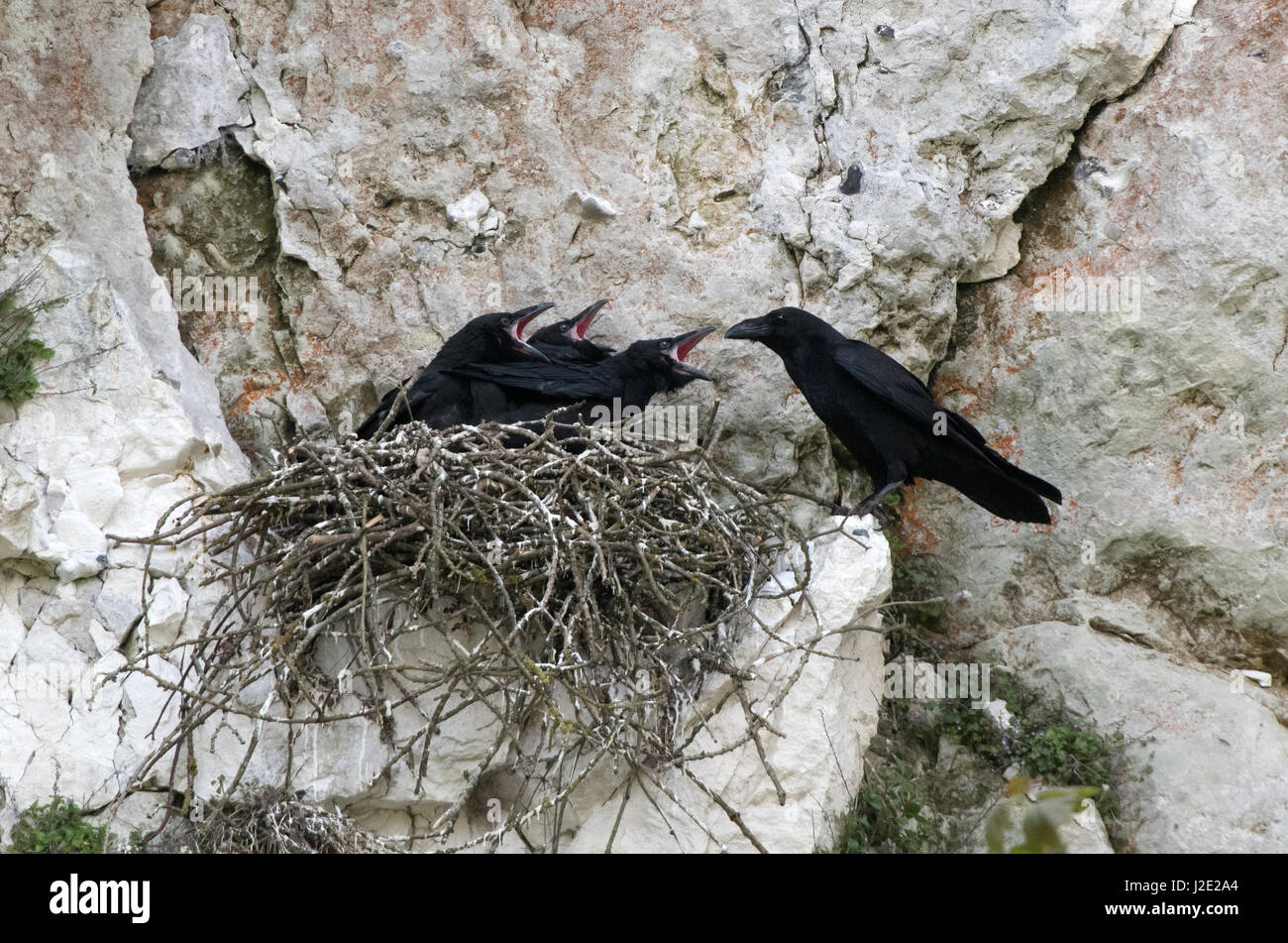 Adult  Raven-Corvus corax feeds young at nest site. Uk Stock Photo