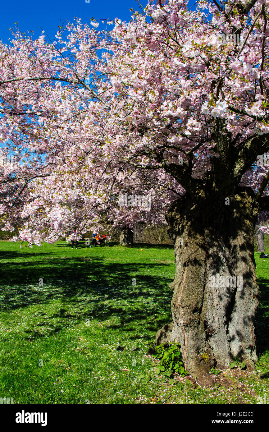 Cherry trees in full bloom. Royal Botanical Gardens Hamilton Ontario
