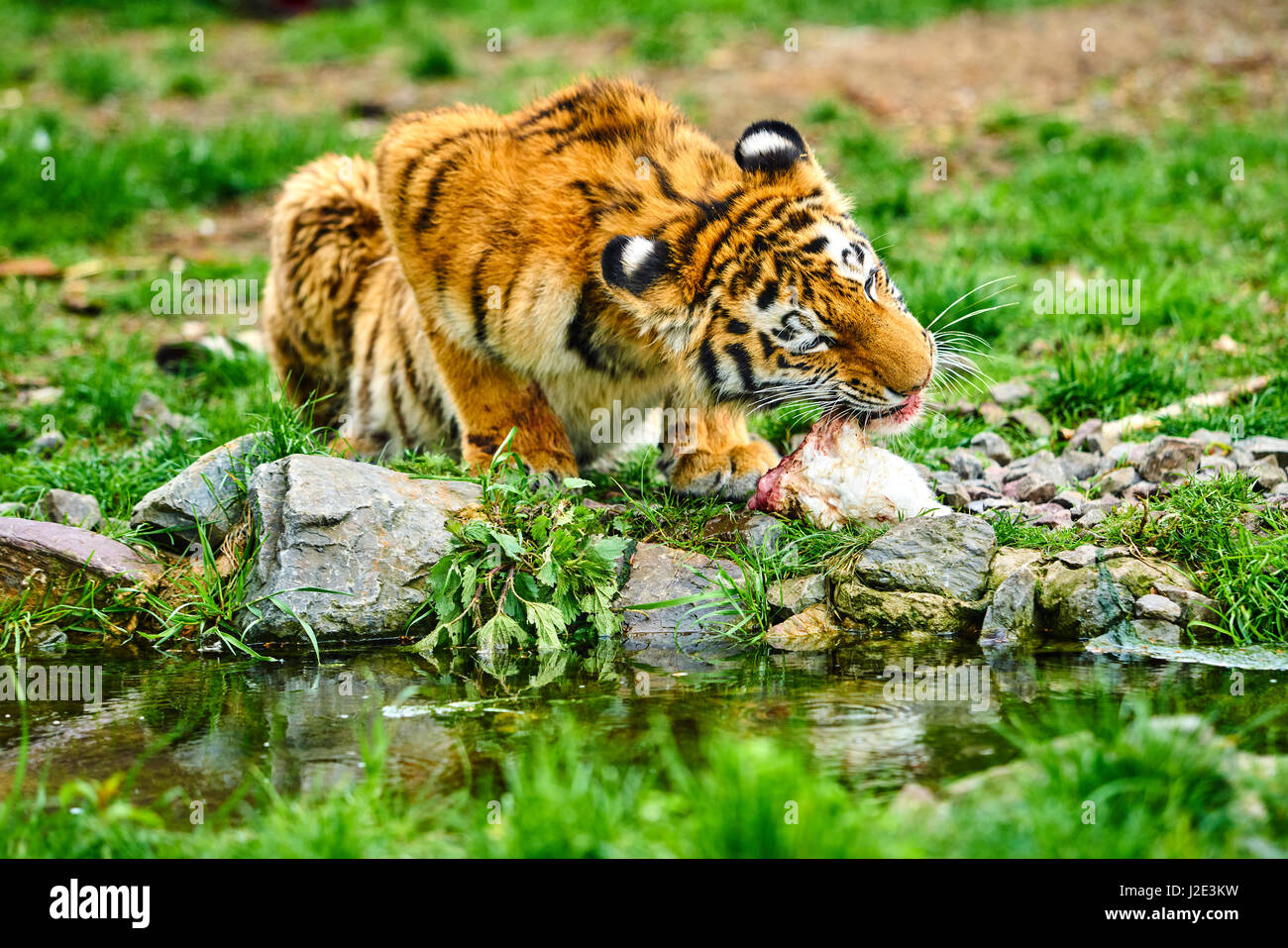 Tiger cub eating hires stock photography and images Alamy