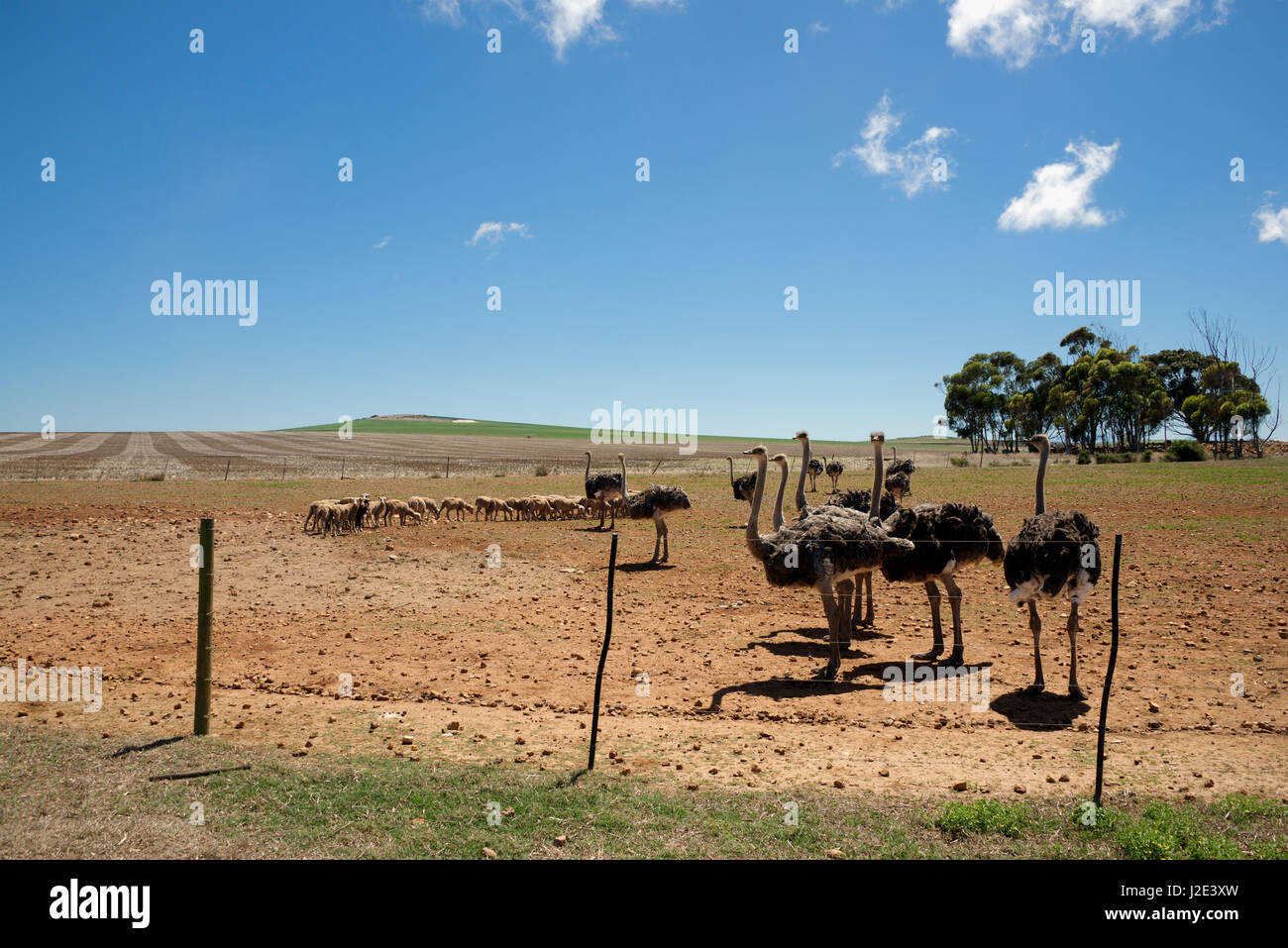 Ostrich and sheep farm in arid landscape Overberg Western Cape South Africa Stock Photo