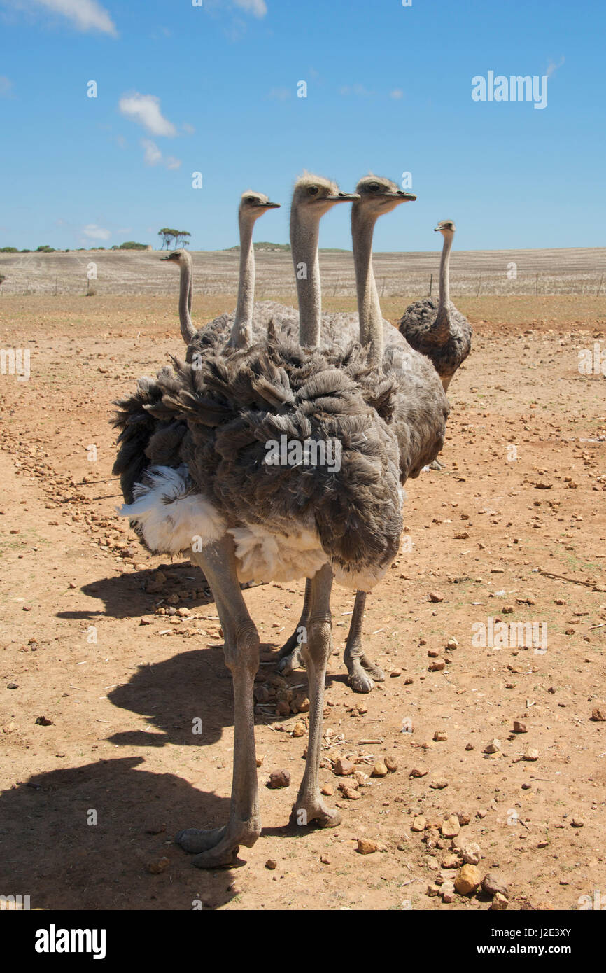 Ostriches in arid landscape Overberg Western Cape South Africa Stock Photo