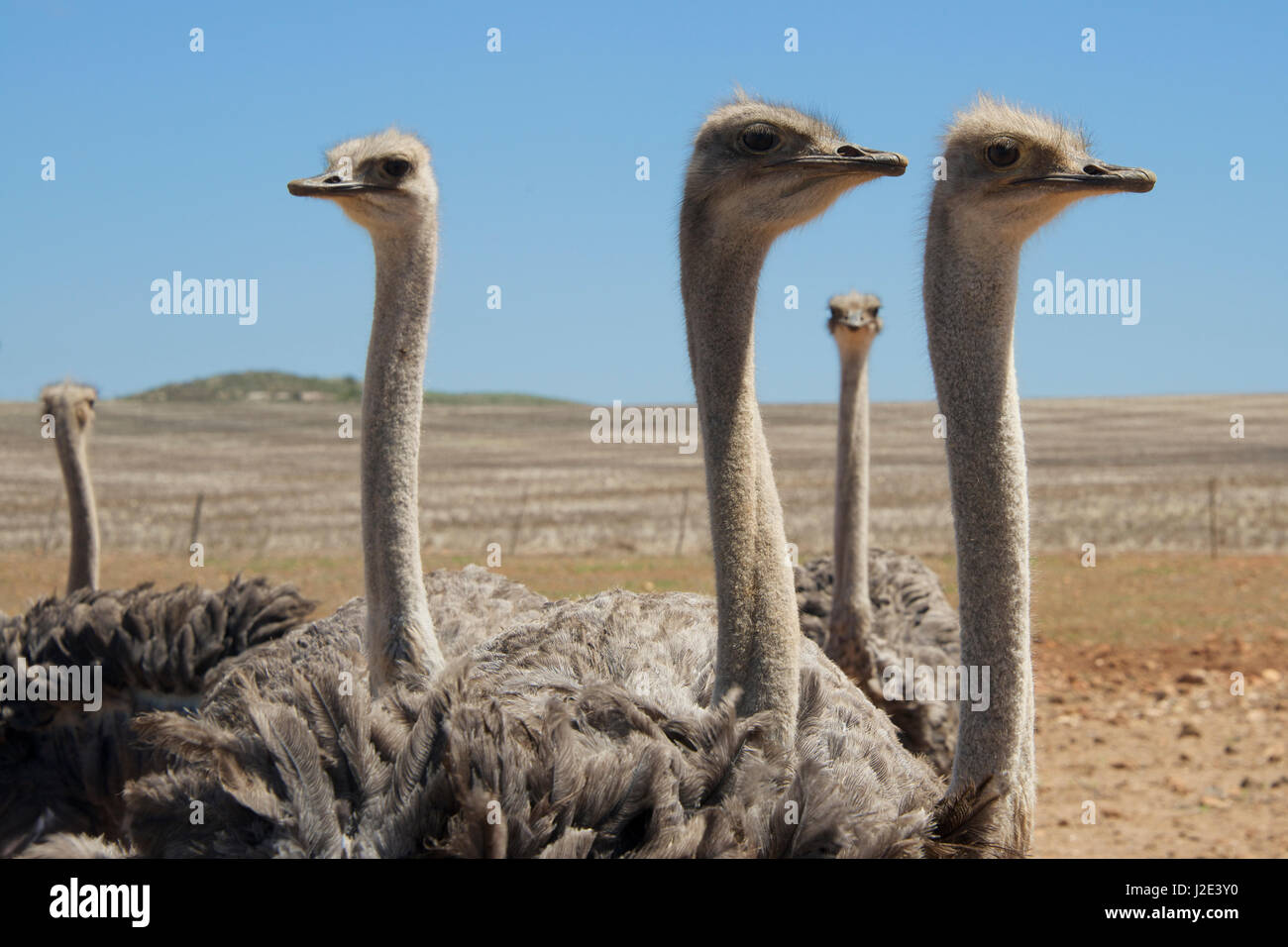 Ostriches in arid landscape Overberg Western Cape South Africa Stock Photo