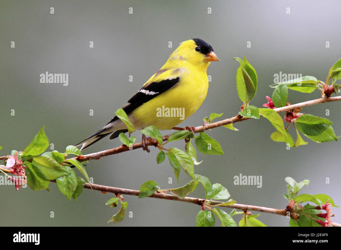 A bright yellow male American goldfinch Carduelis tristis perching on flowering branches in Spring. Stock Photo