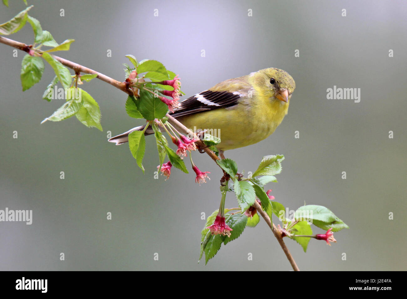 A female American goldfinch Carduelis trusts perching on flowering branches in Spring Stock Photo