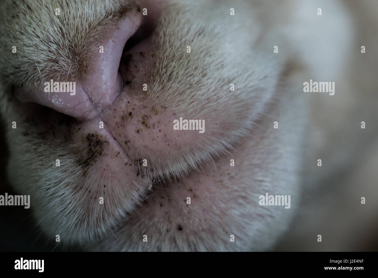 barnyard fun Stock Photo