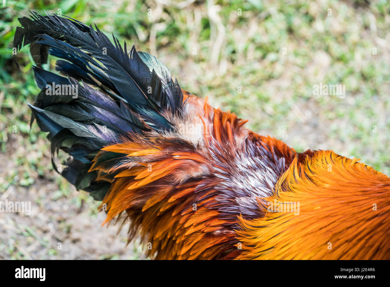 Rooster tail hi-res stock photography and images - Alamy