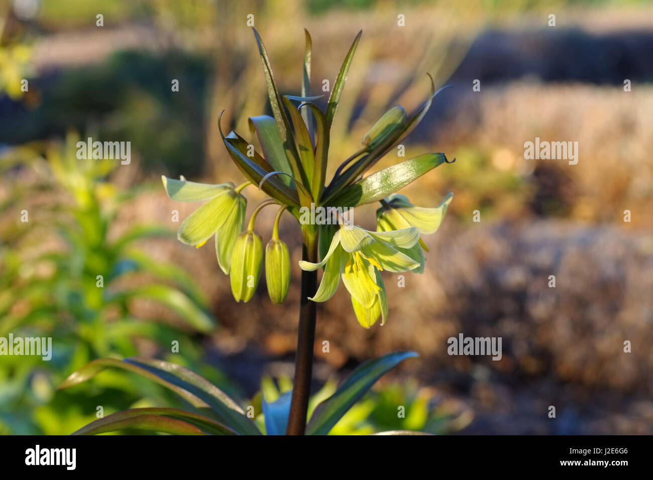 crown imperial flower in spring, Fritillaria persica Stock Photo