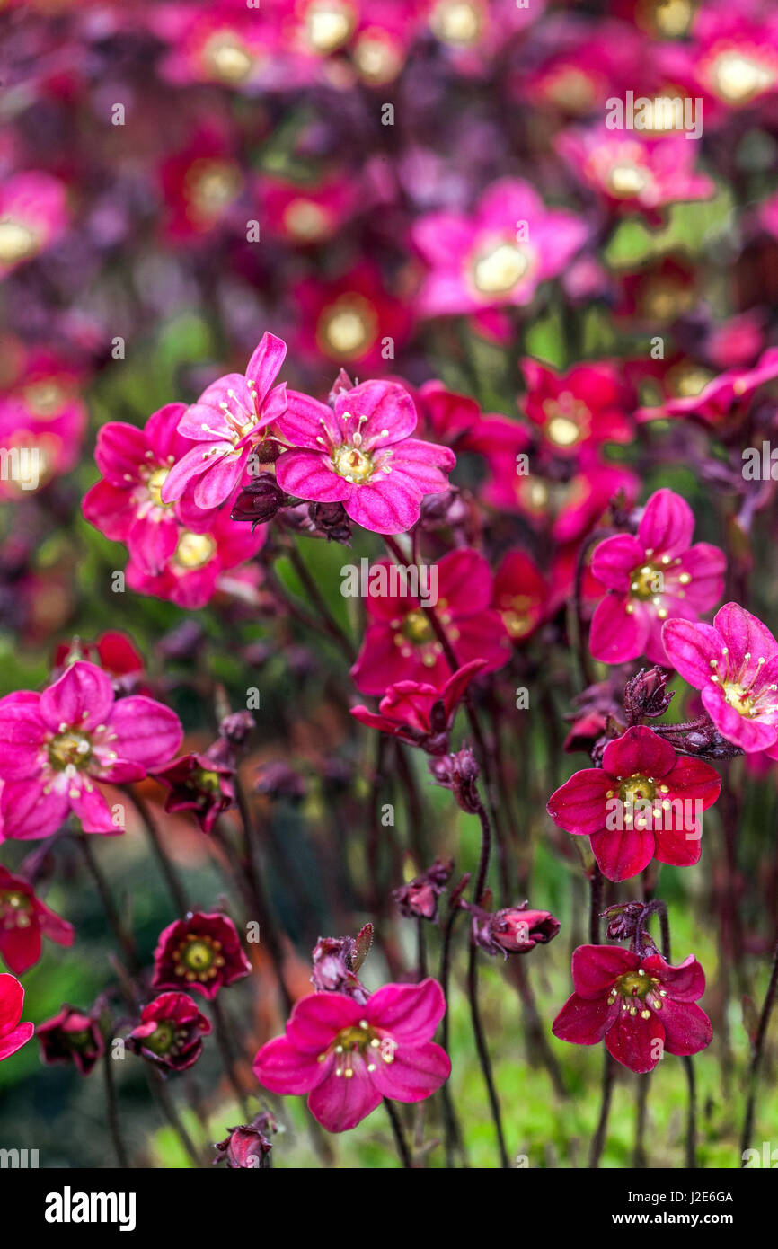 Saxifraga × arendsii 'Scarlet ' Alpine saxifrage Stock Photo