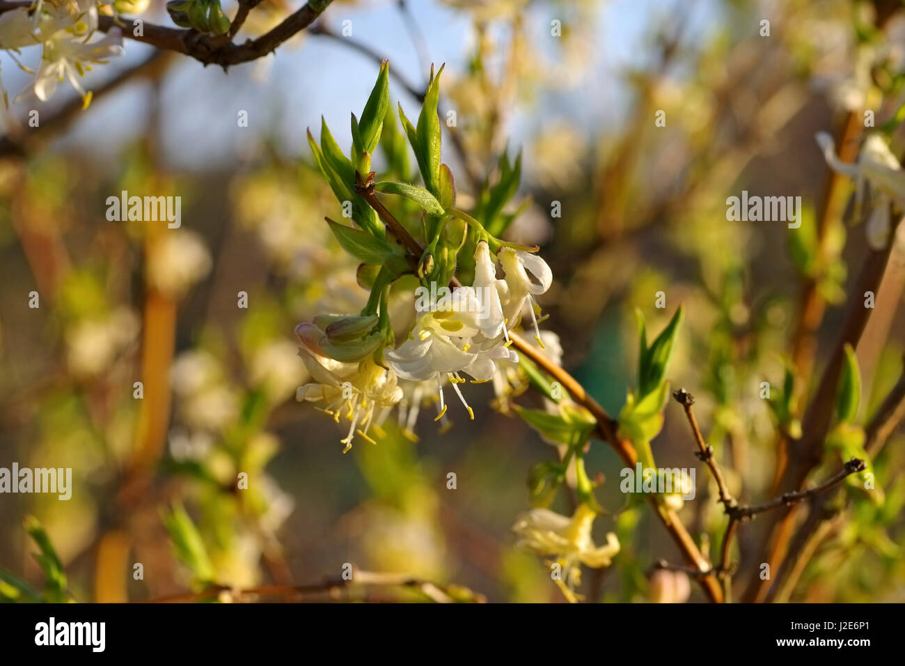 winter honeysuckle Lonicera fragrantissima is blooming in winter Stock