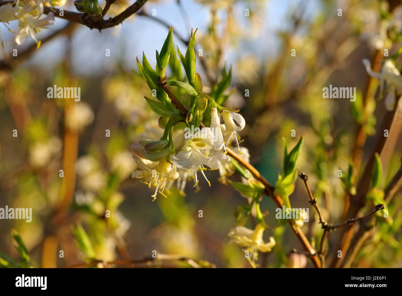 winter honeysuckle Lonicera fragrantissima is blooming in winter Stock Photo