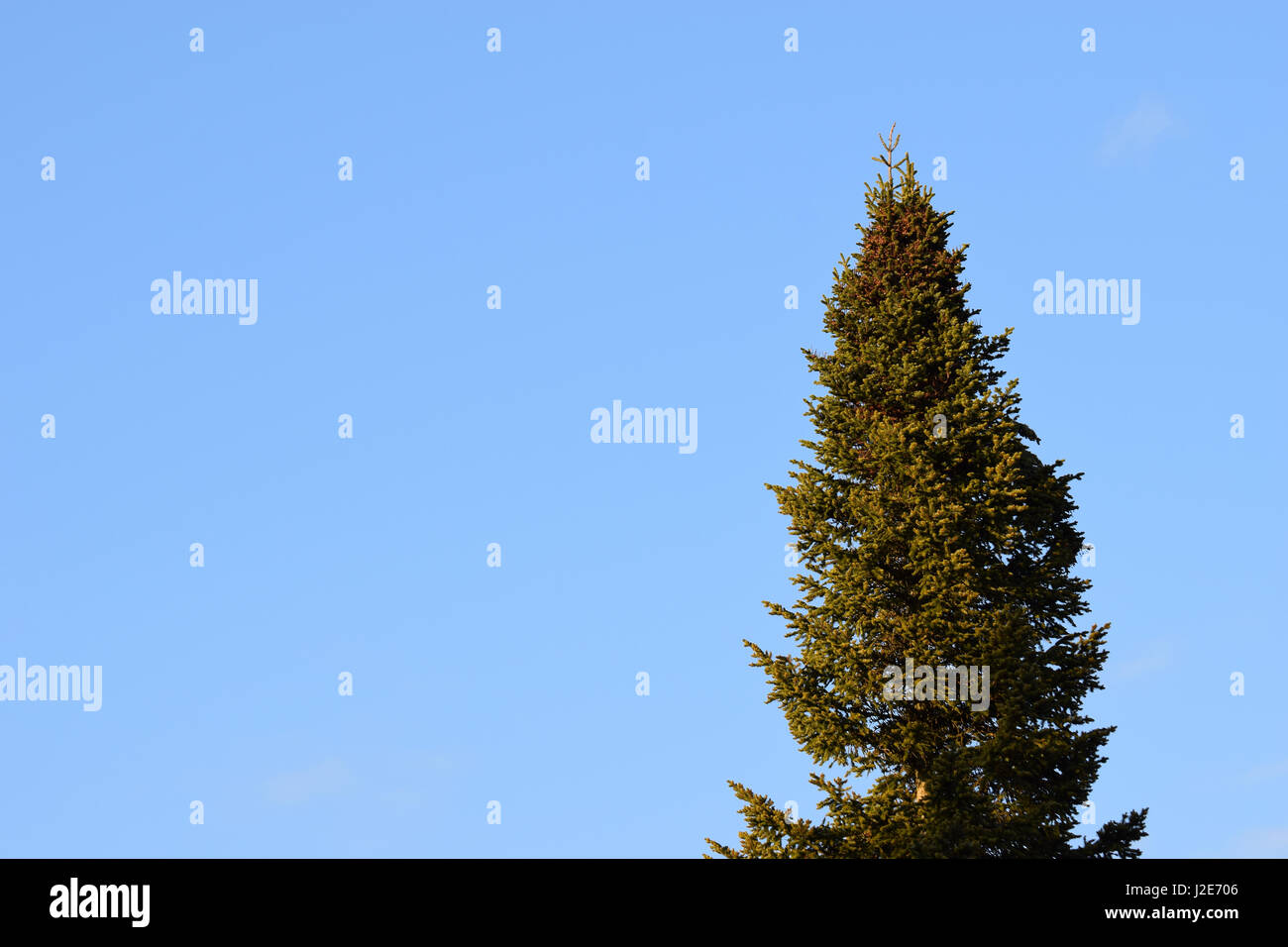 Tree top against blue sky. Stock Photo