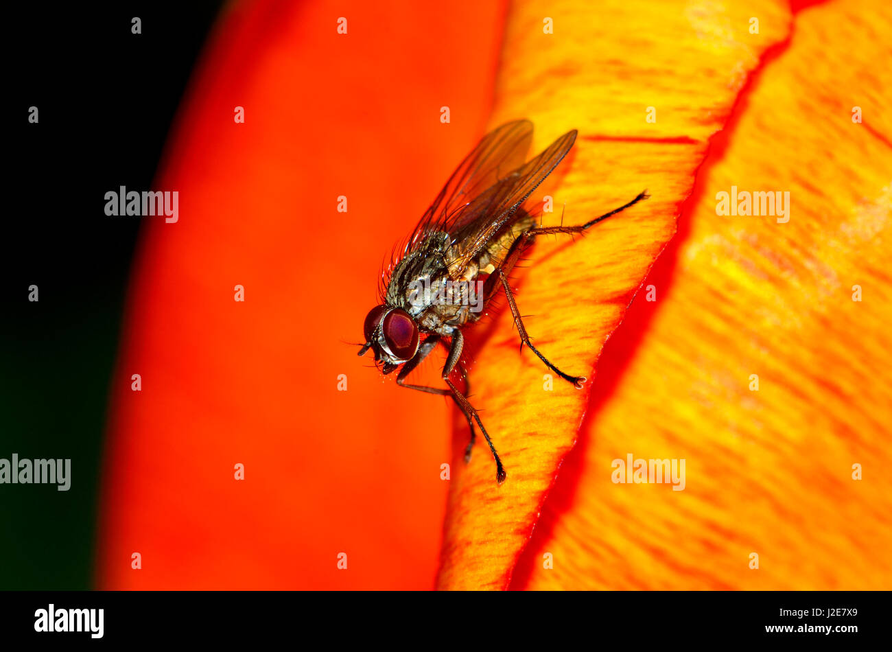Lesser House Fly (Fannia canicularis) on a tulip Stock Photo - Alamy