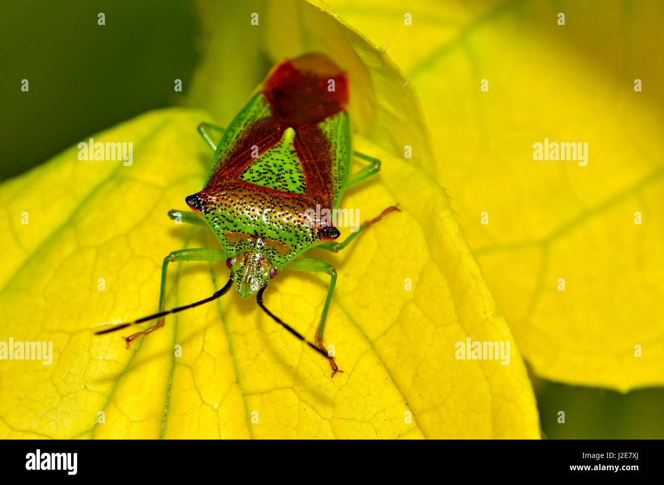Hathorn shield bug hi-res stock photography and images - Alamy