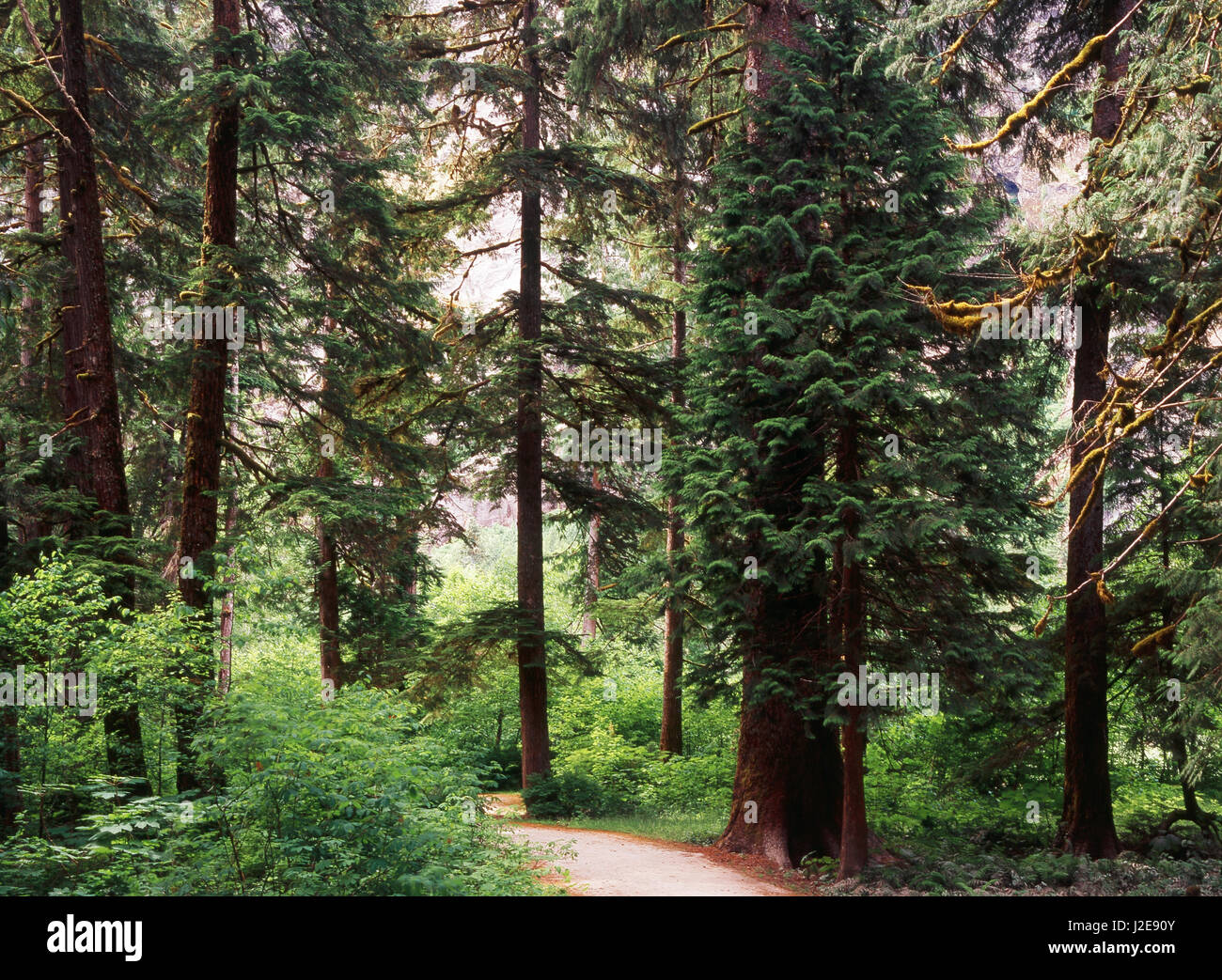 Canada, British Columbia, Sitka spruce forest at Exchamsiks River Provincial Park (Large format sizes available) Credit as: Mike Grandmaison / Jaynes Gallery / DanitaDelimont.com Stock Photo