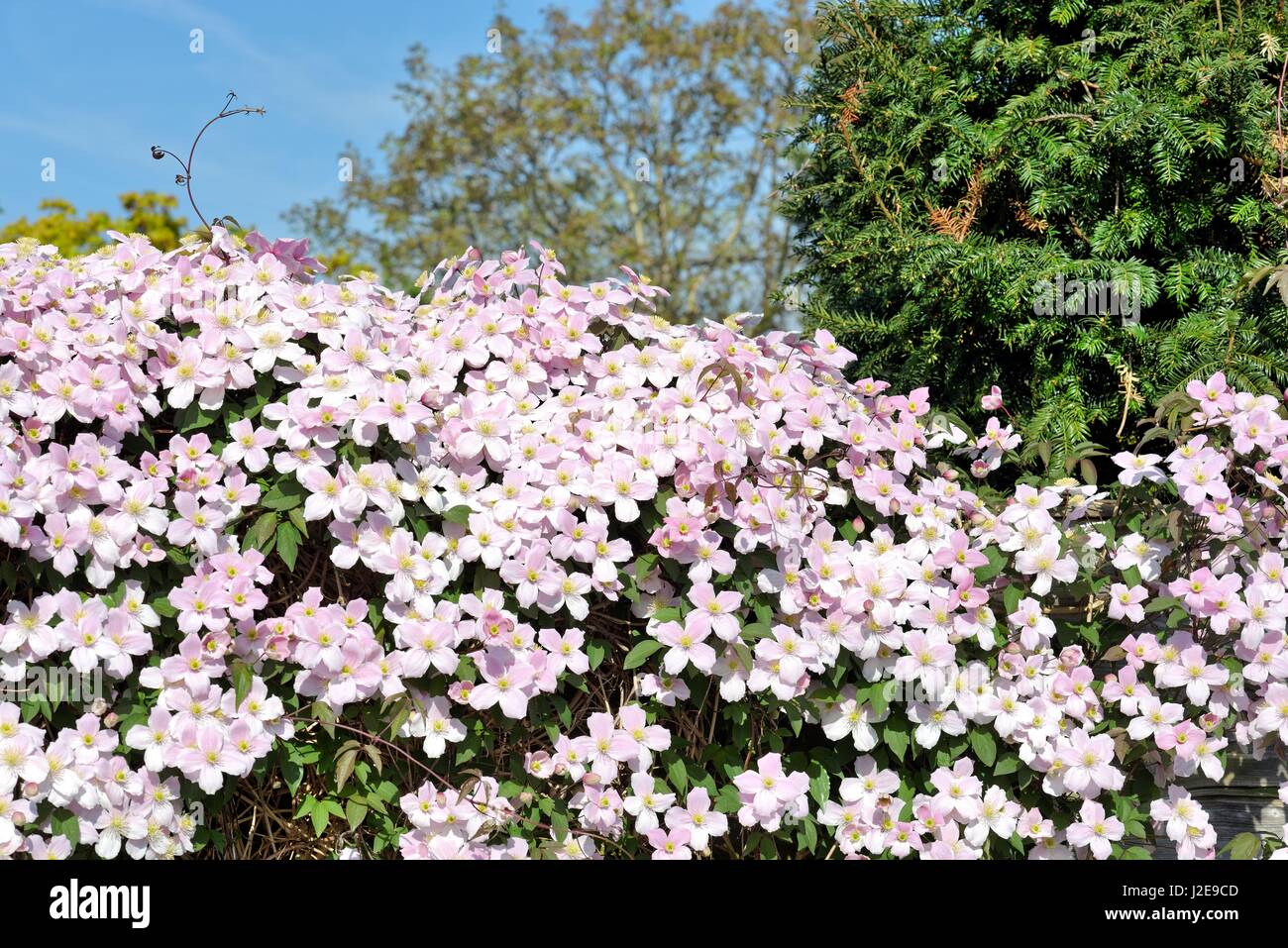 Clematis montana growing in a garden UK Stock Photo