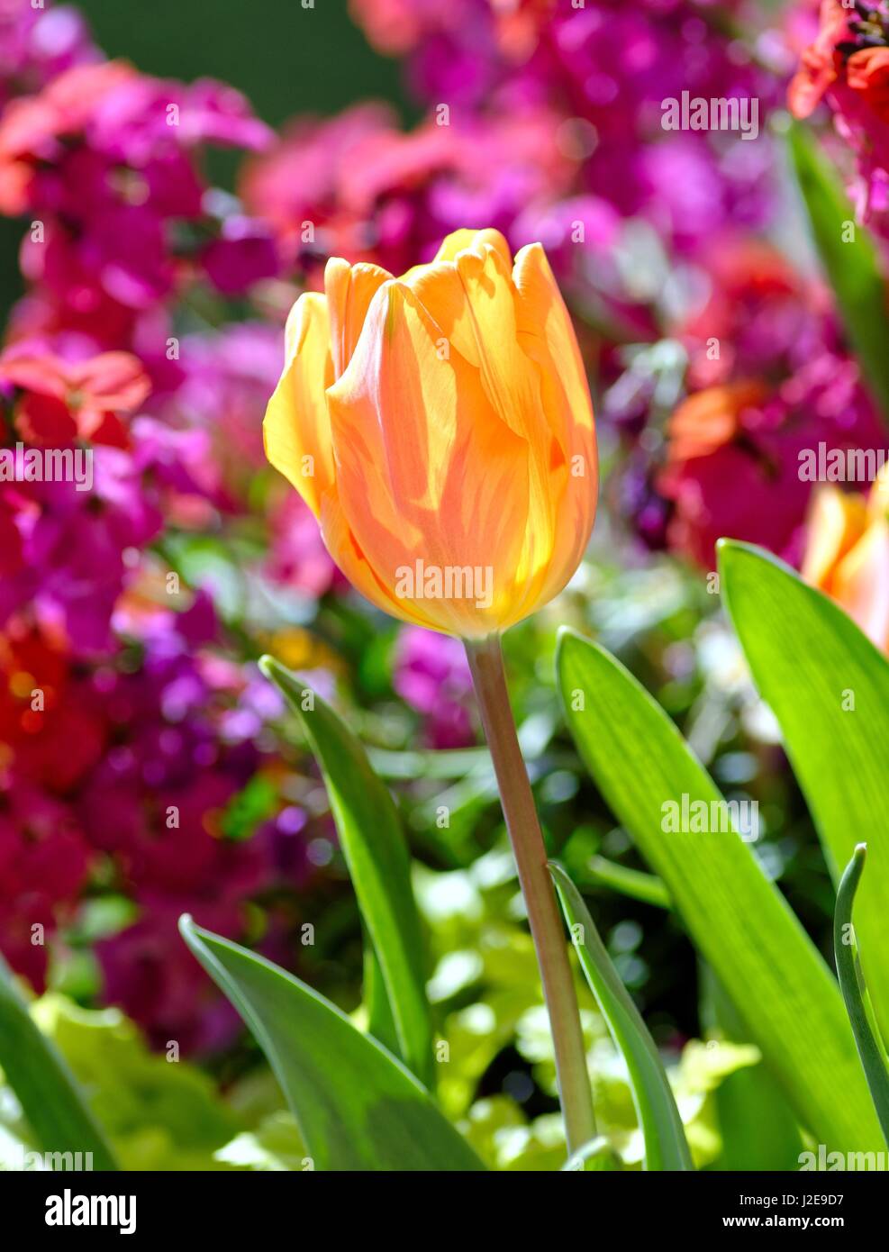 Single orange yellow tulip against a colourful floral background UK ...