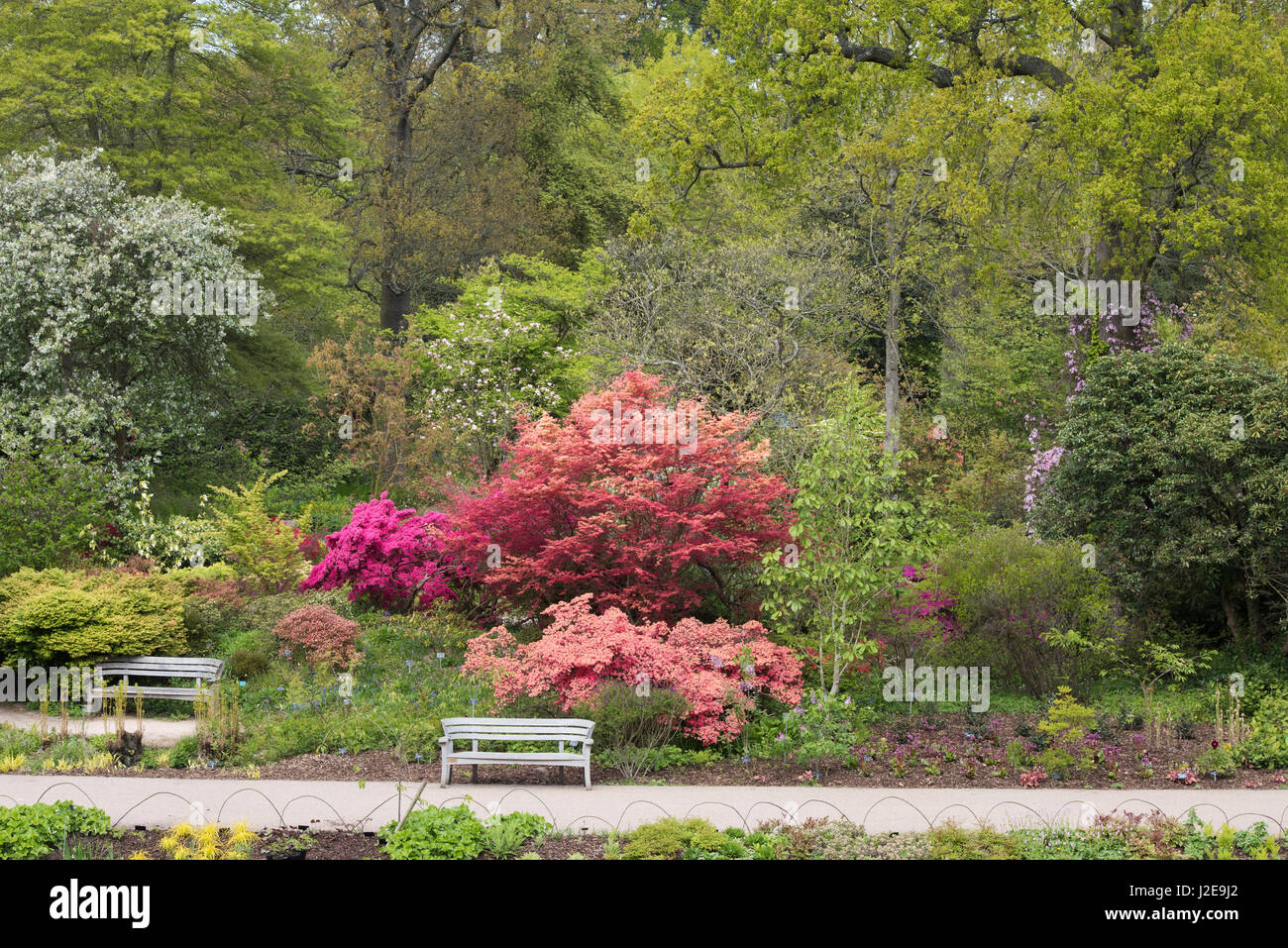 Rhododendron flowering amongst the border in April at RHS Wisley Gardens. Surrey, England Stock Photo