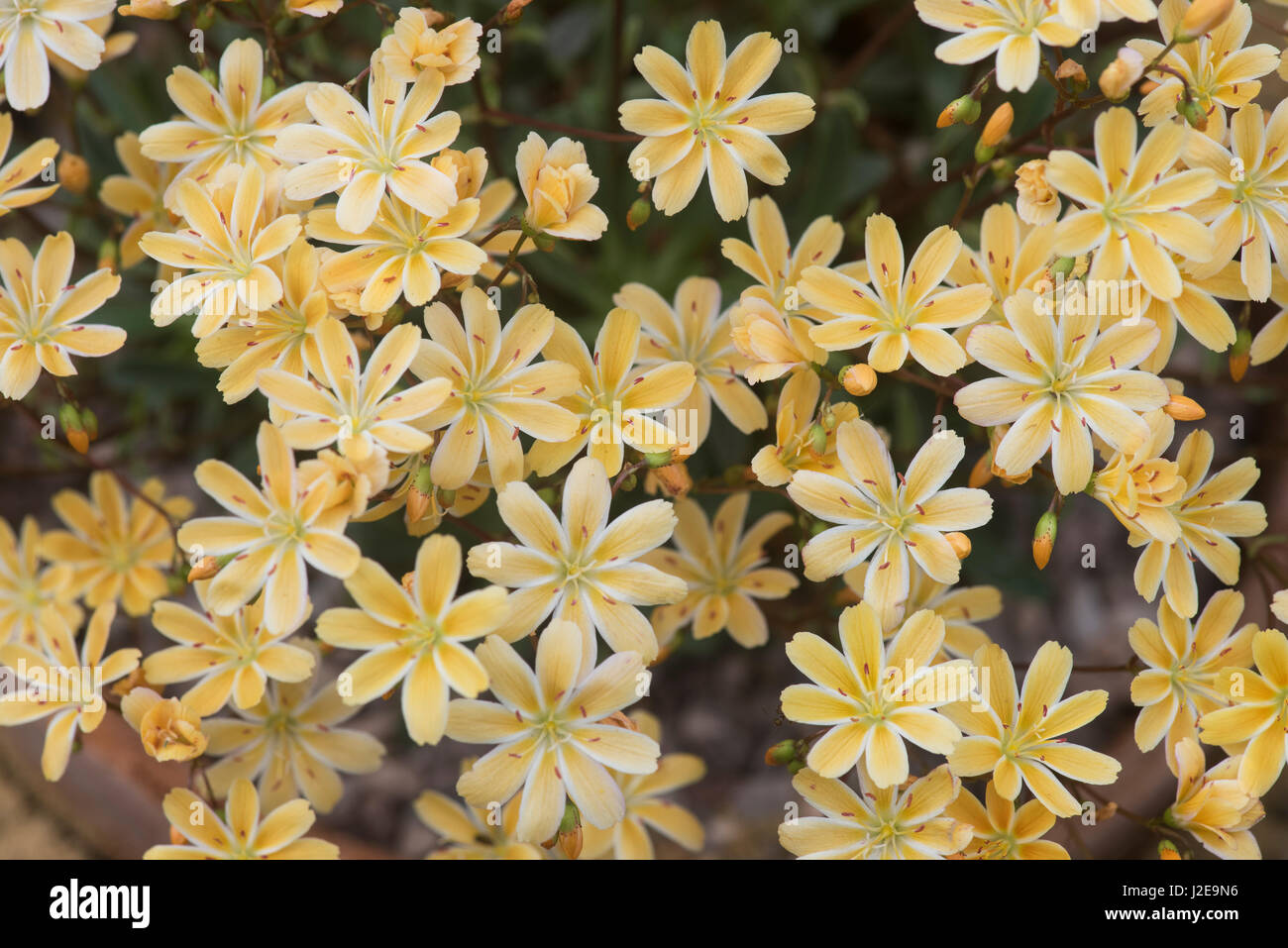 Lewisia columbiana 'Starburst'. Columbian lewisia flowers Stock Photo