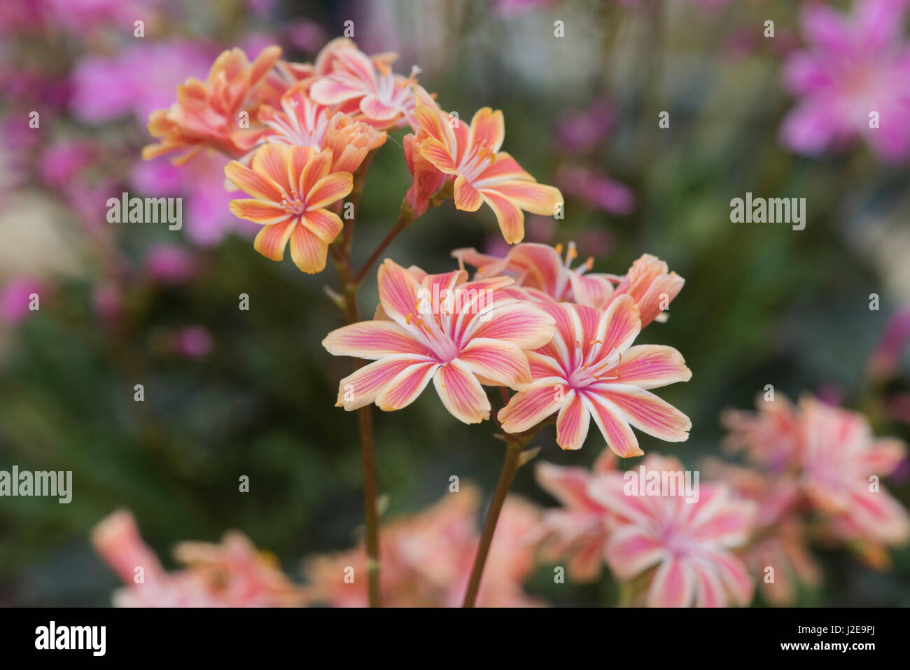Lewisia cotyledon 'Regenbogen'. Lewisia Rainbow Mix Flowers Stock Photo