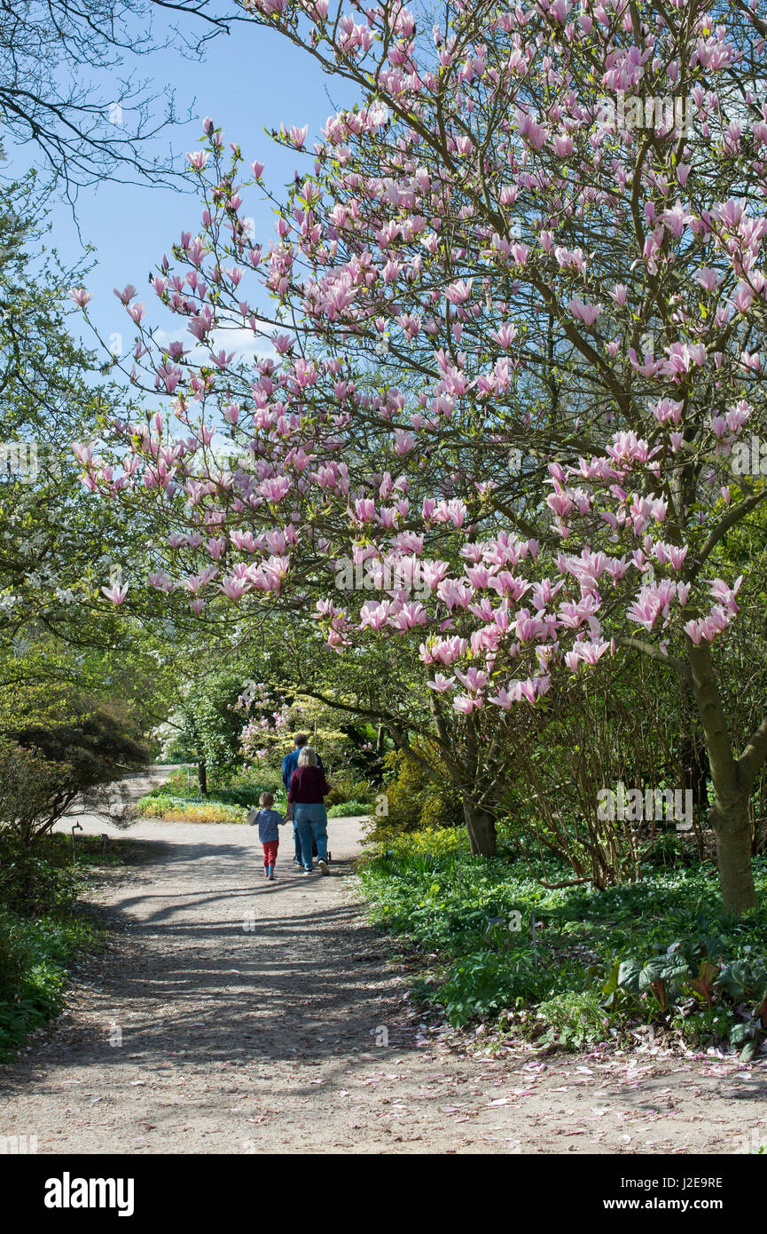 Magnolias england hires stock photography and images Alamy