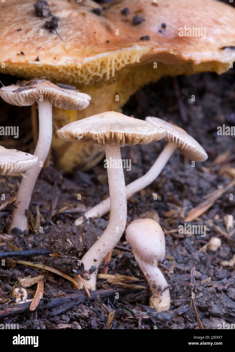 Canada, British Columbia, Vancouver. Small gilled mushrooms coming up through the soil Stock Photo