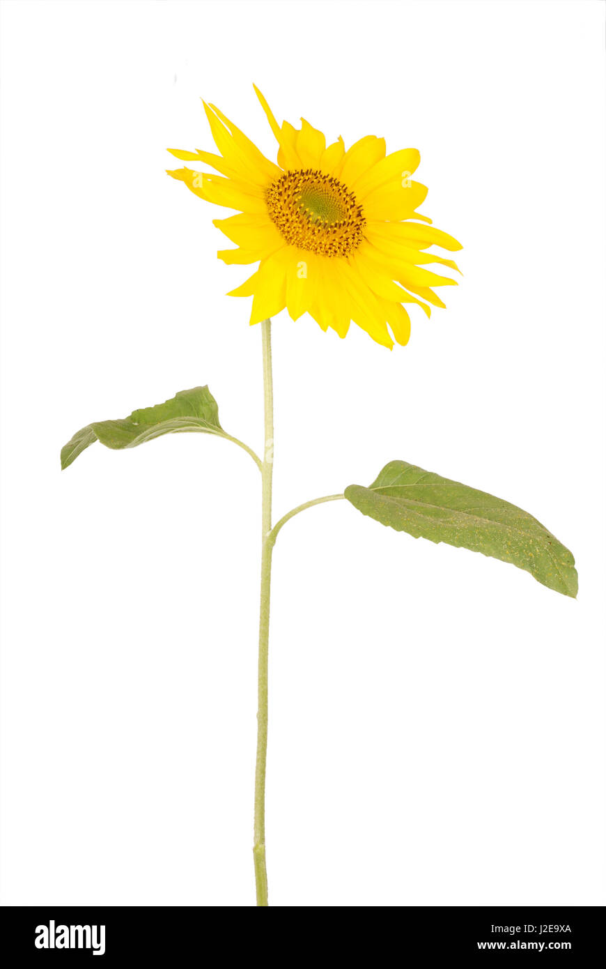Beautiful yellow sunflower facing to the right isolated on white Stock Photo