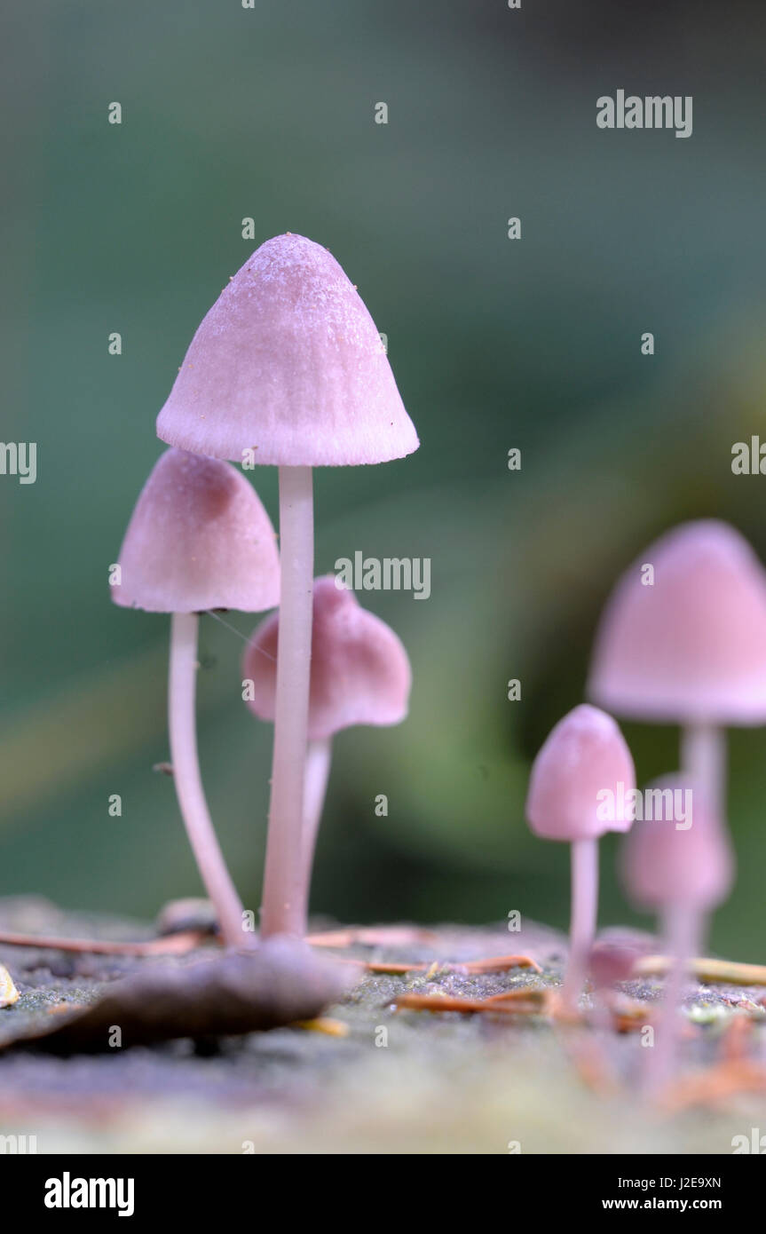 Canada, British Columbia, Vancouver. Pink Mycena mushrooms growing on a dead tree Stock Photo