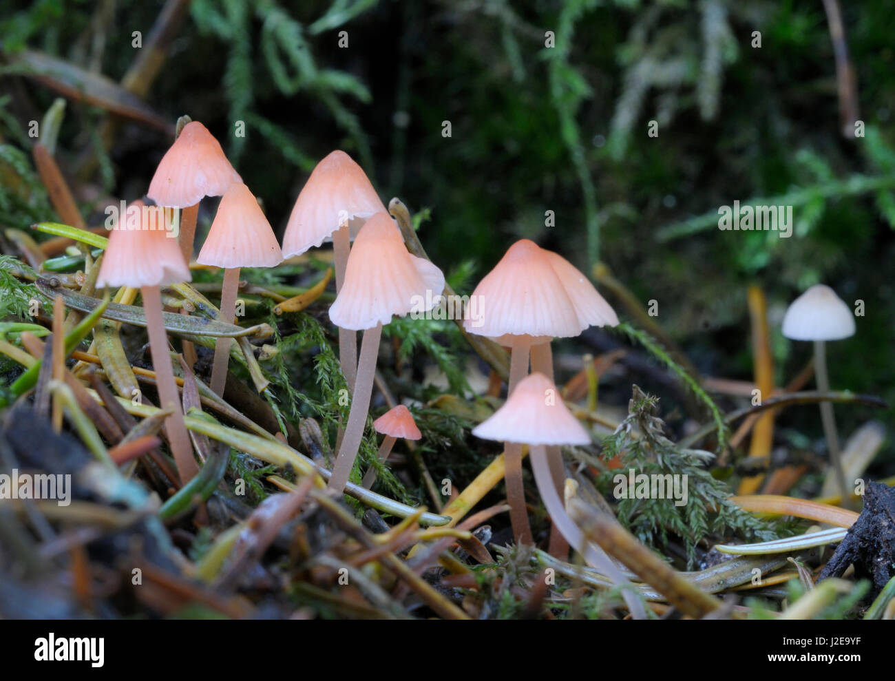 Canada, British Columbia, Vancouver. Small pink Mycena mushrooms Stock Photo