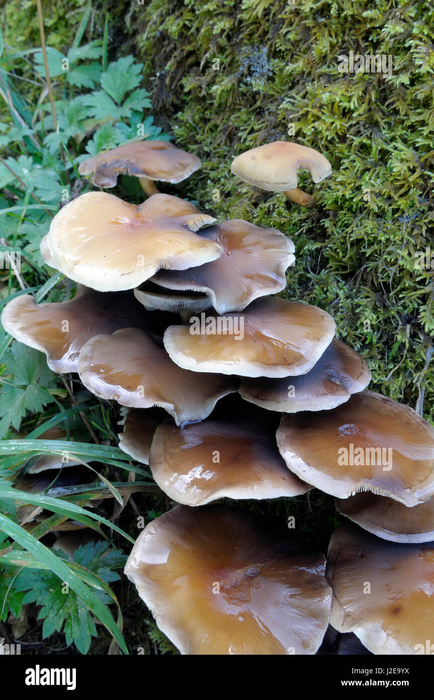 Canada, British Columbia, Vancouver. Large brown mushrooms growing on a