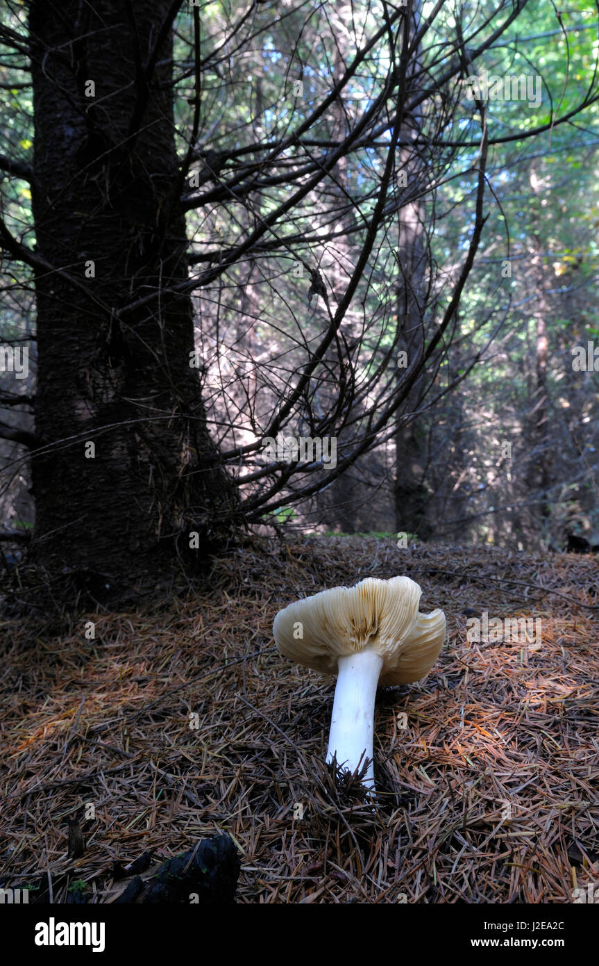 Canada, British Columbia, Vancouver. Russula mushroom growing in pine needles showing its gills Stock Photo